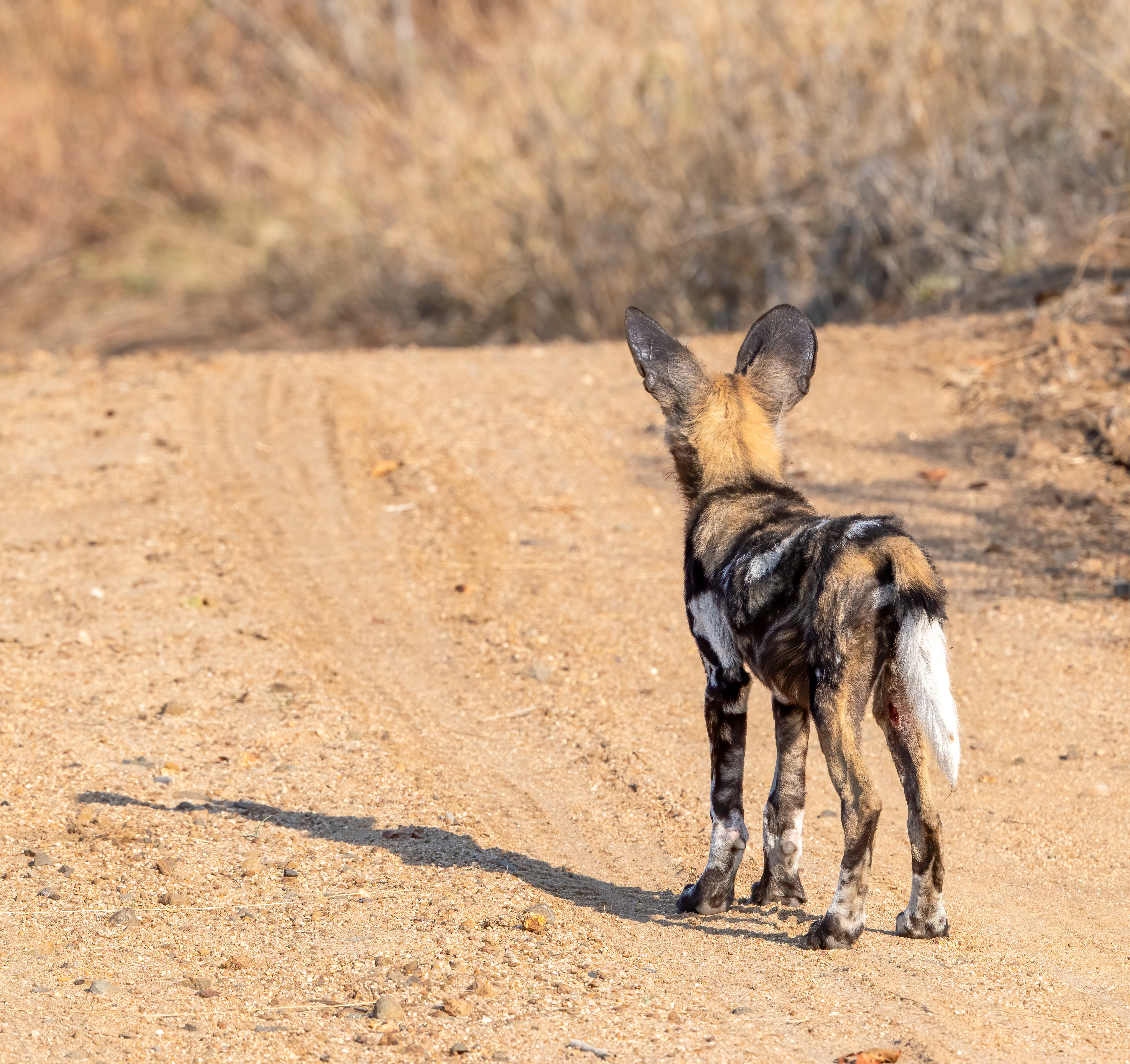 Wild Dog