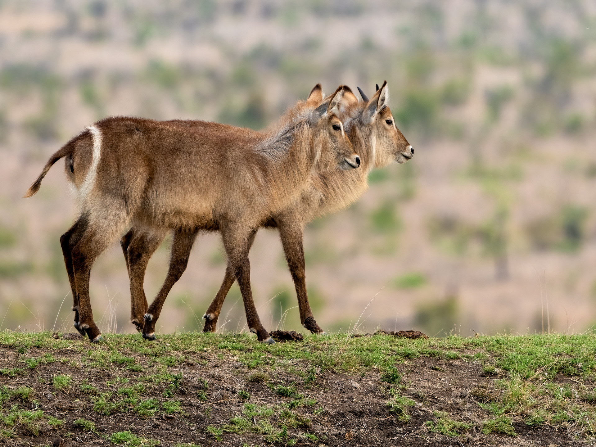 Water Buck