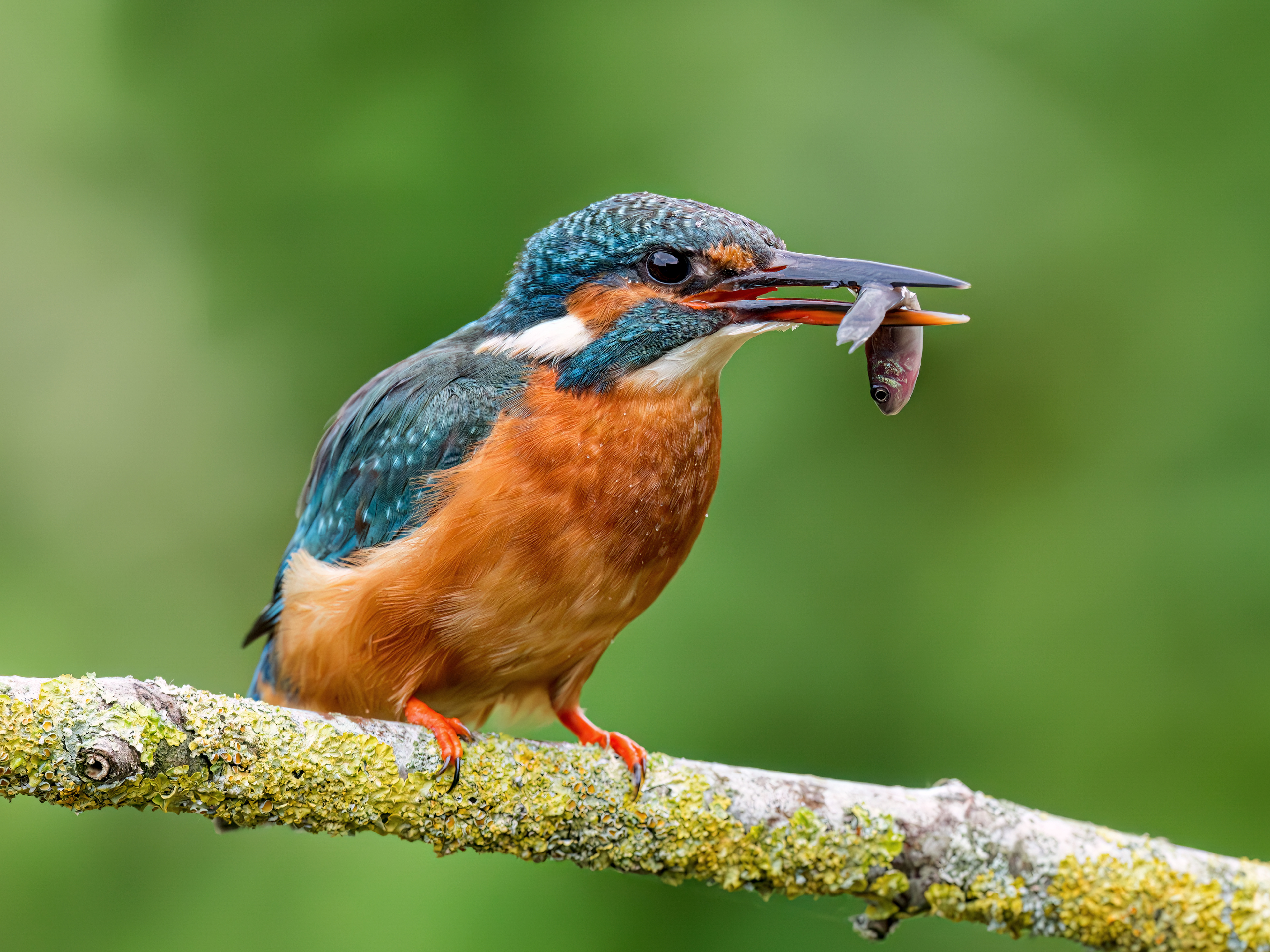 Common Kingfisher