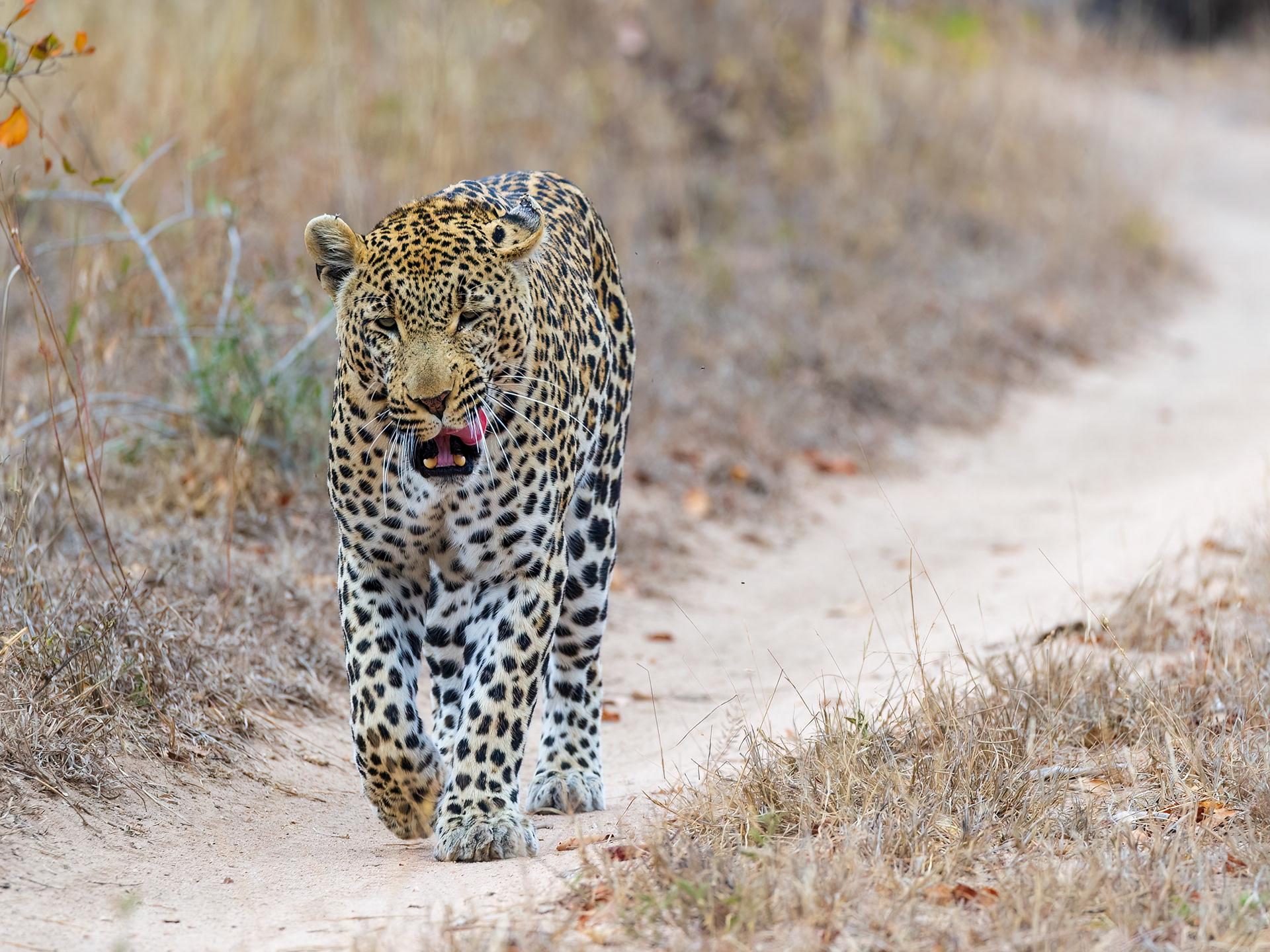 Male Leopard