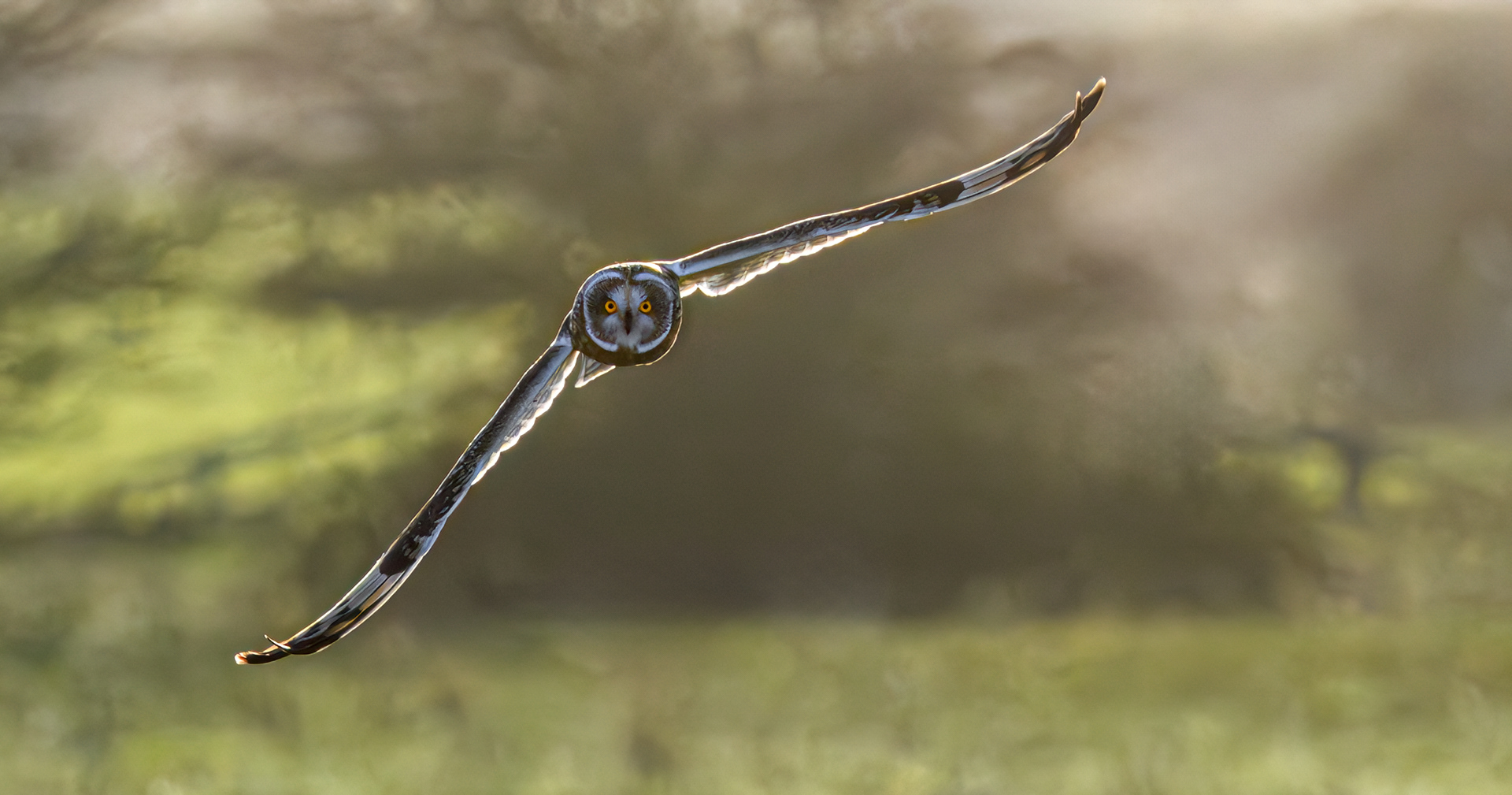 Short Eared Owl