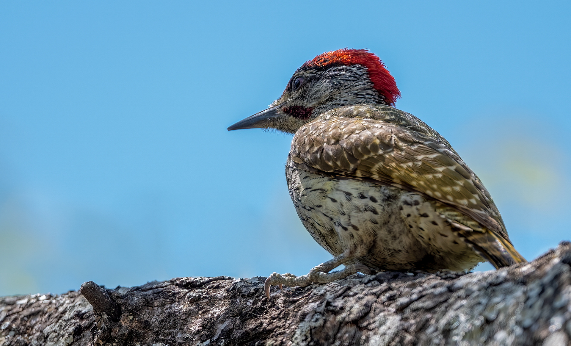 Cardinal Woodpecker