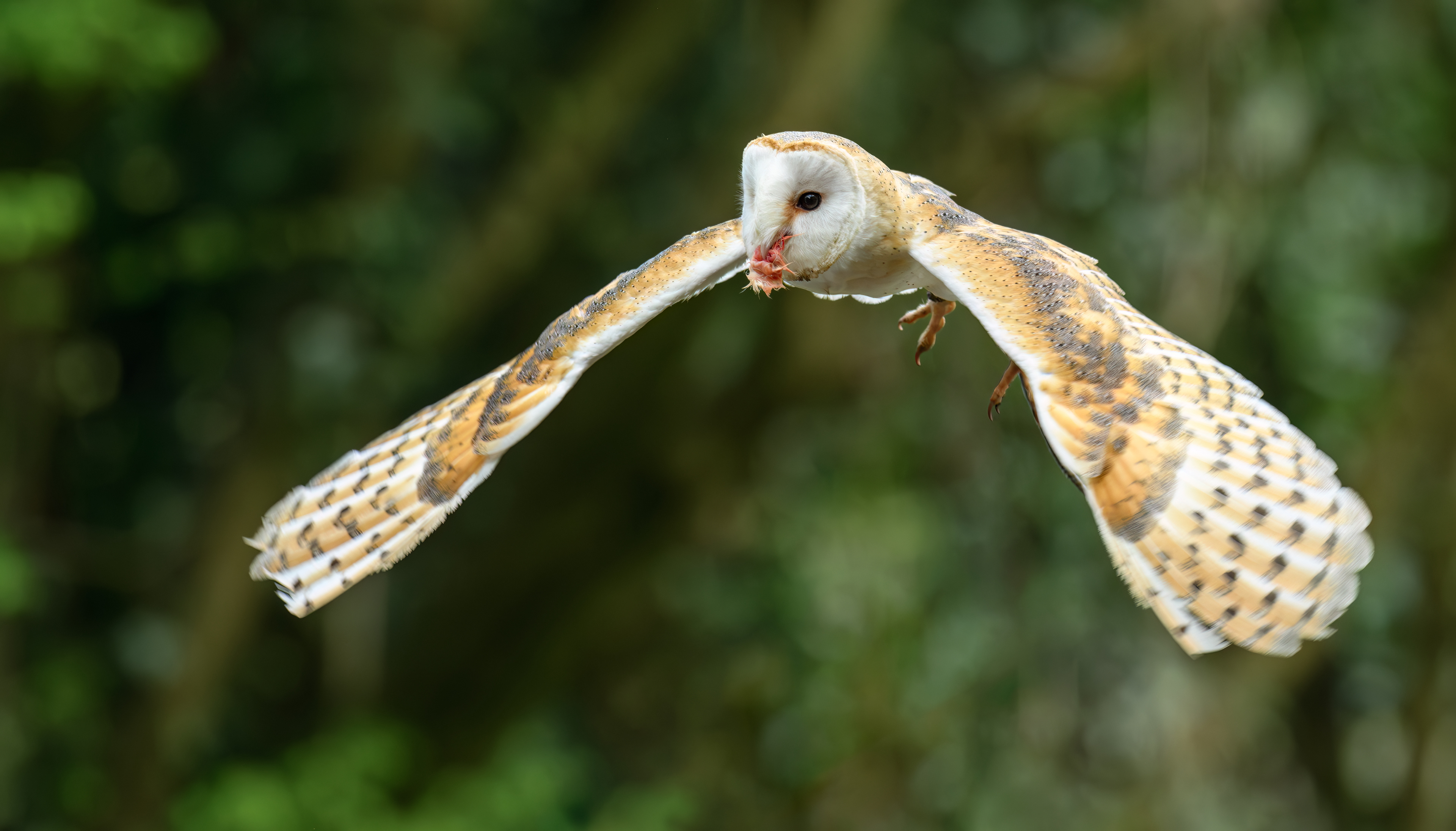 Barn Owl