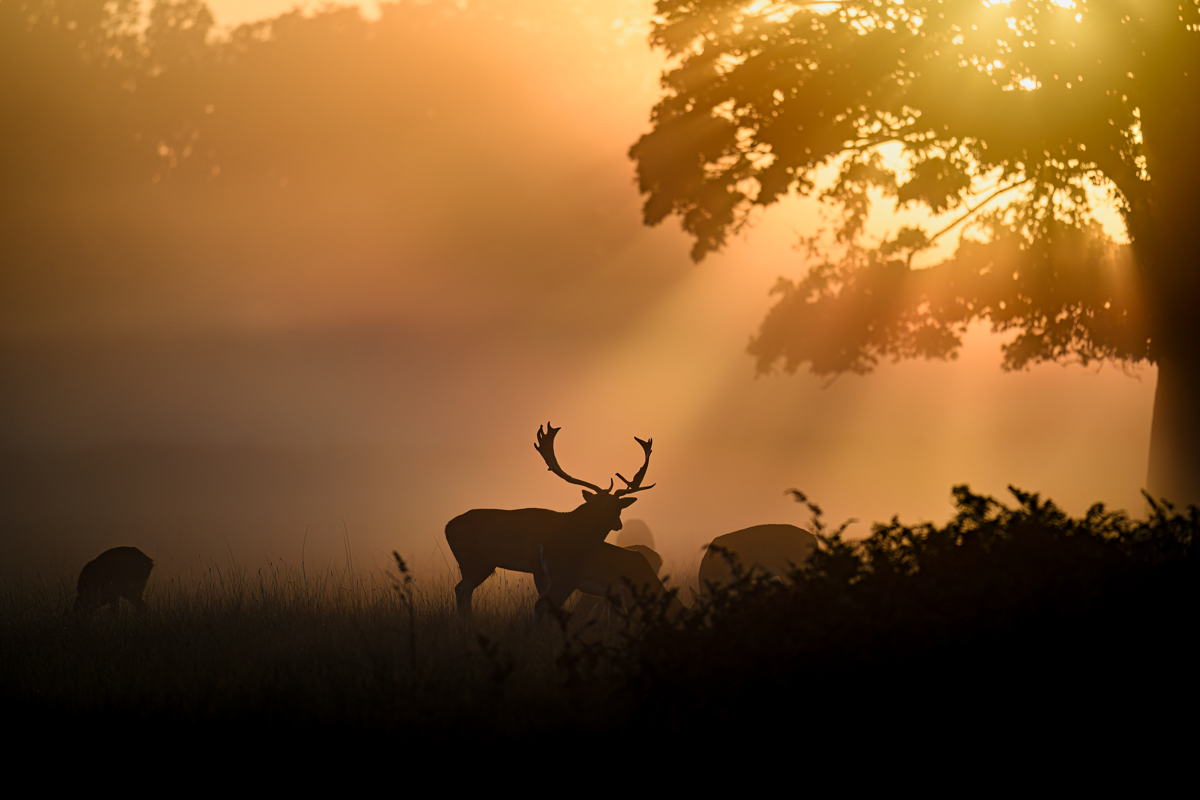Sunrise