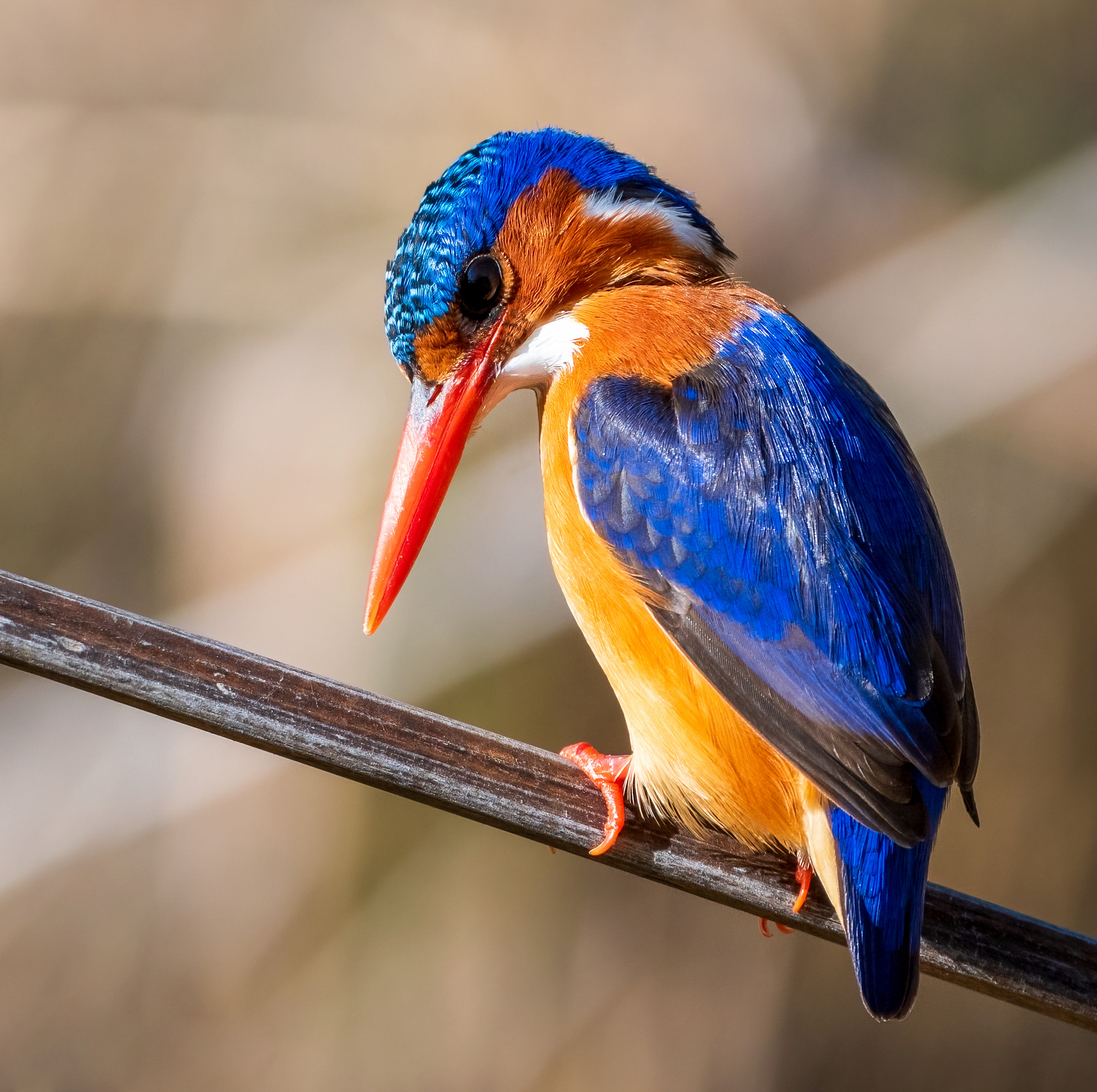 Malachite Kingfisher