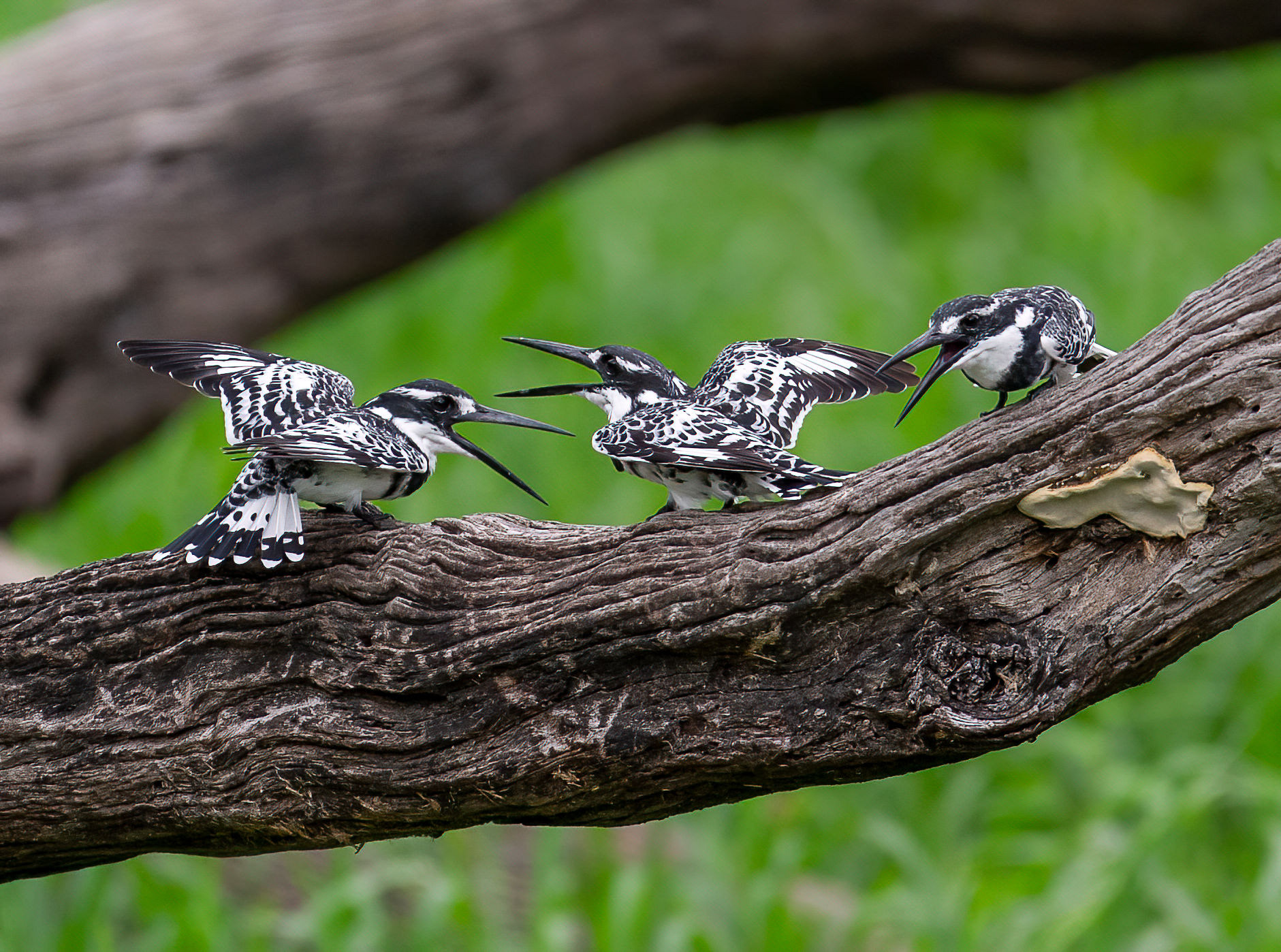 Pied Kingfisher