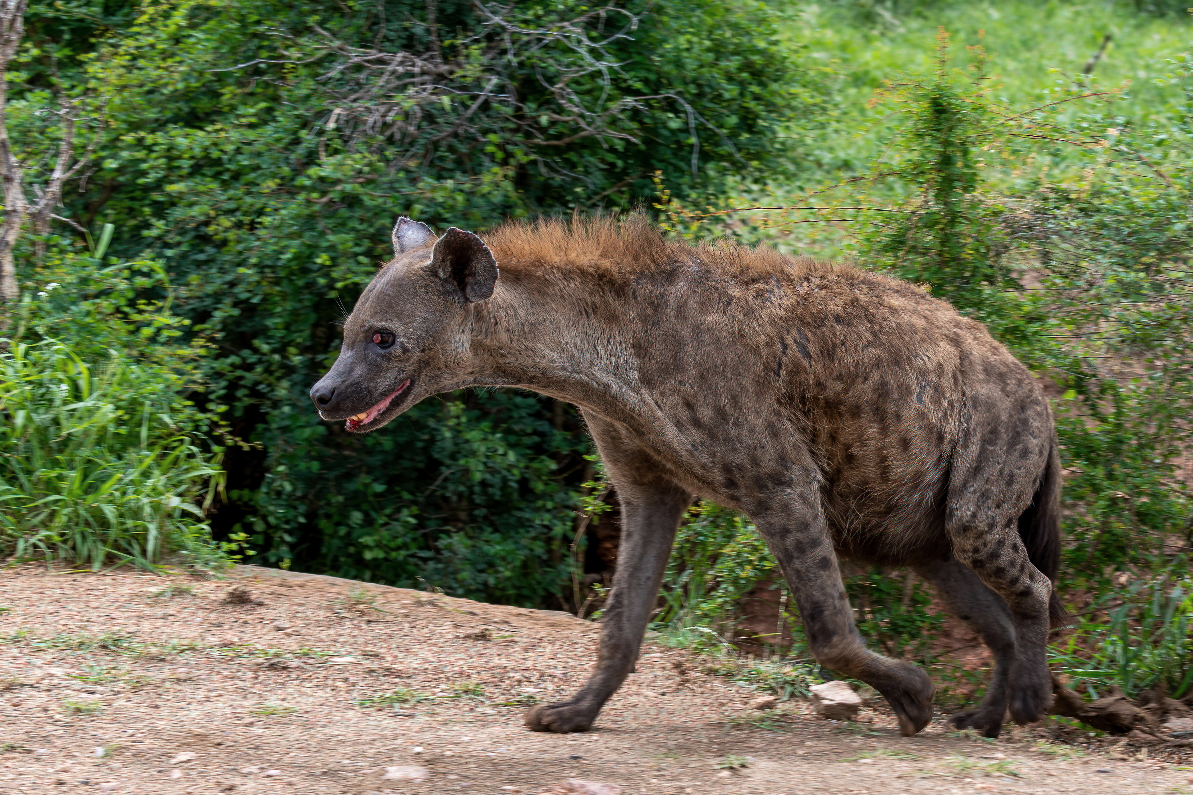 Spotted Hyena