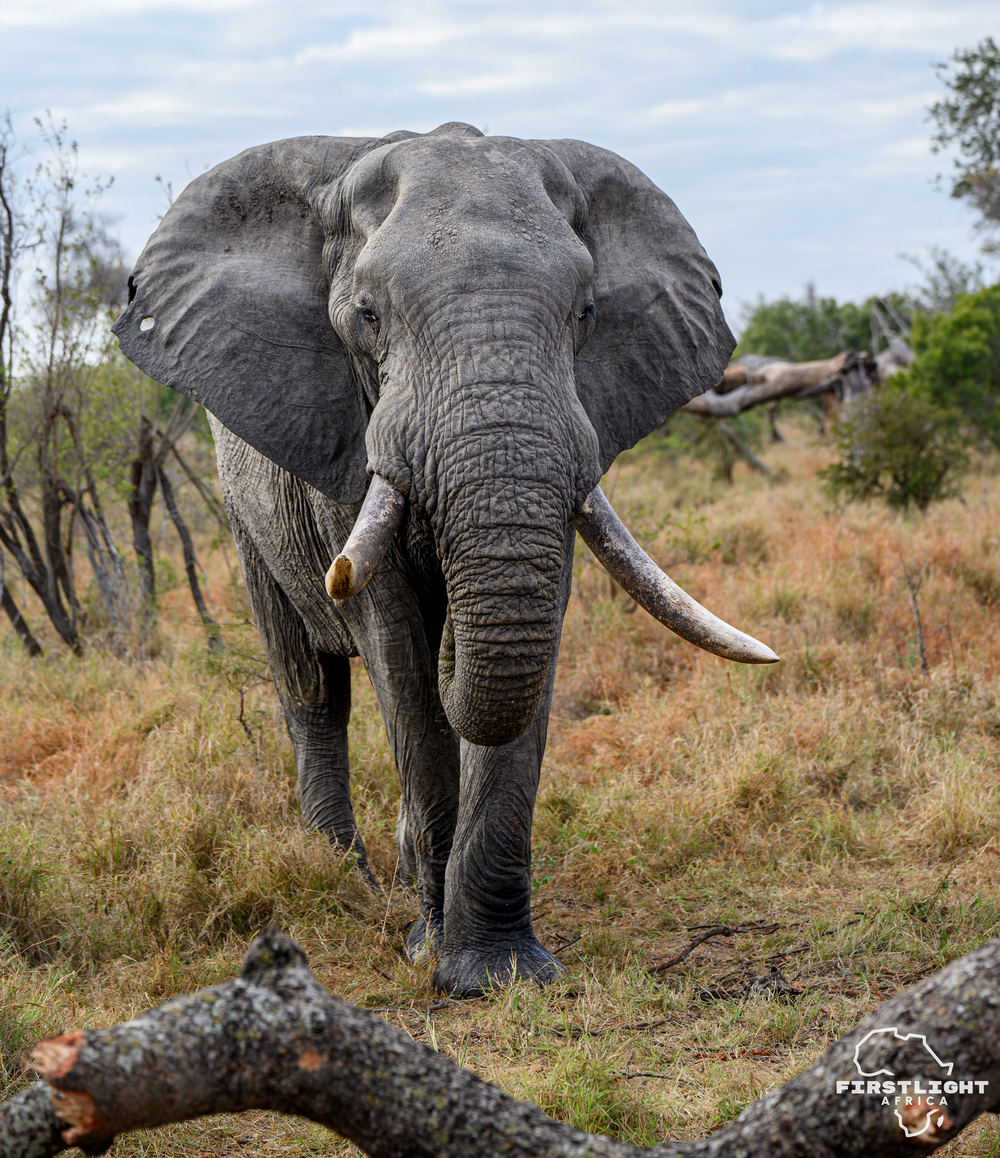 Male Elephant