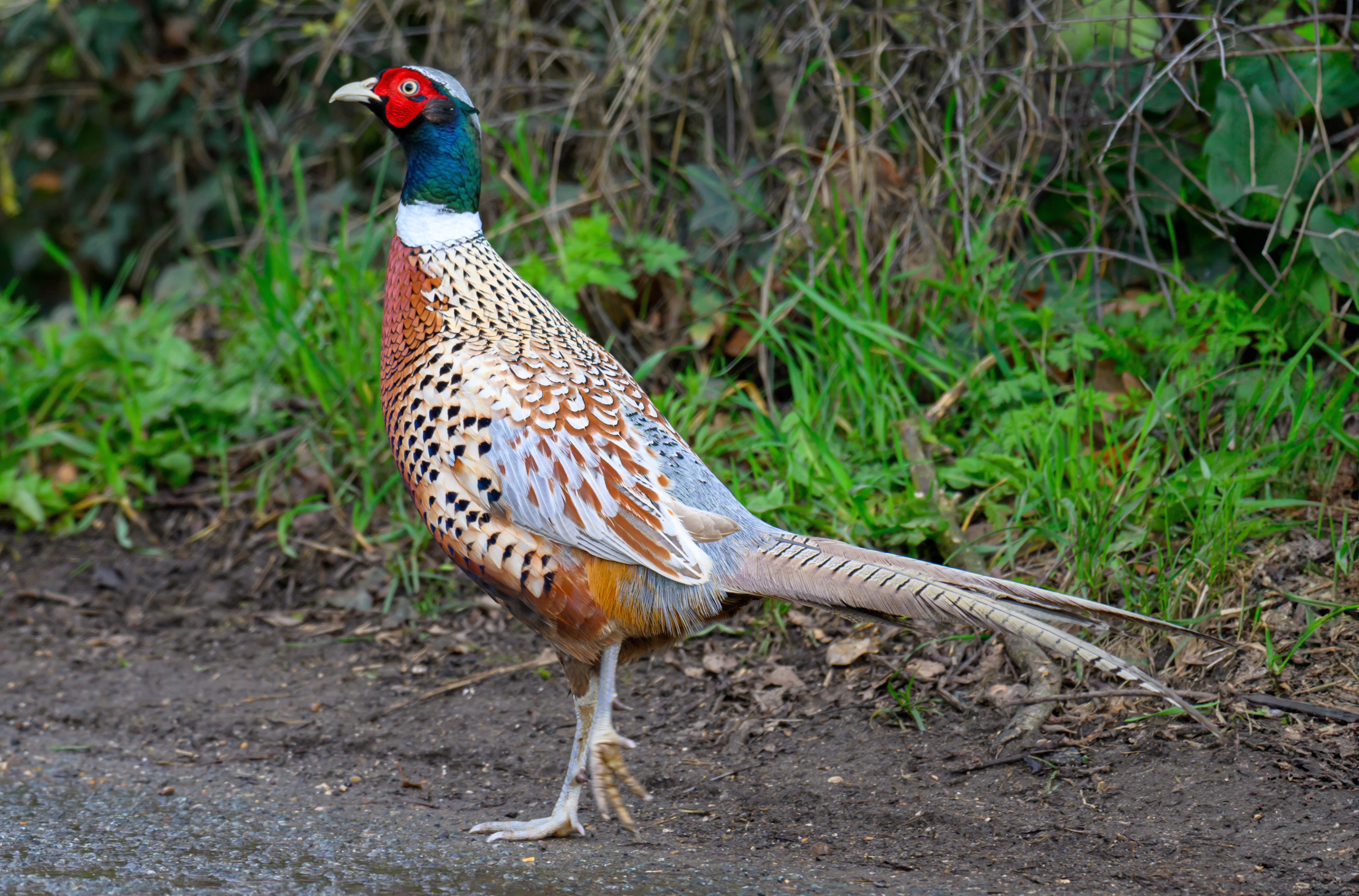Pheasant