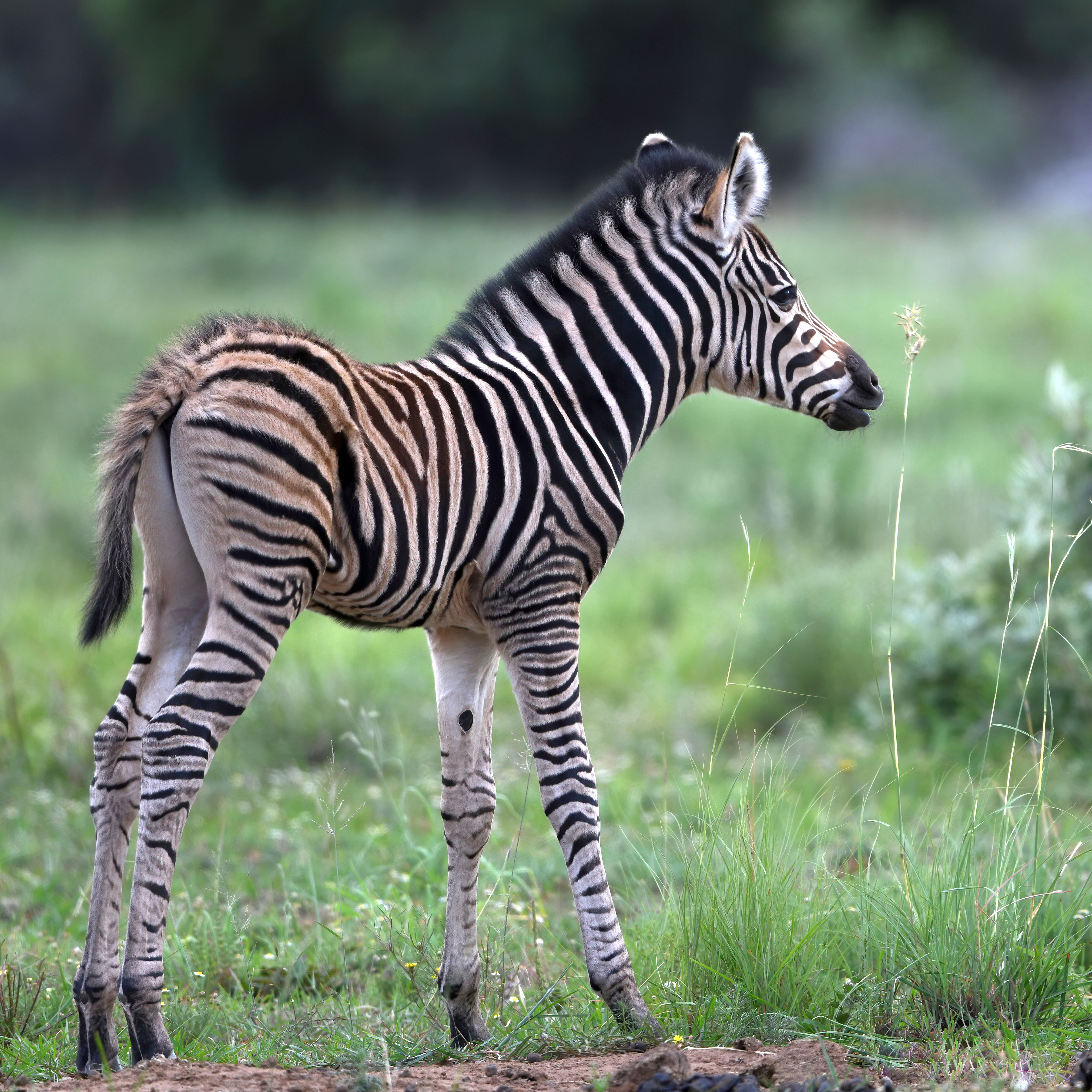Burchell's Zebra Foal