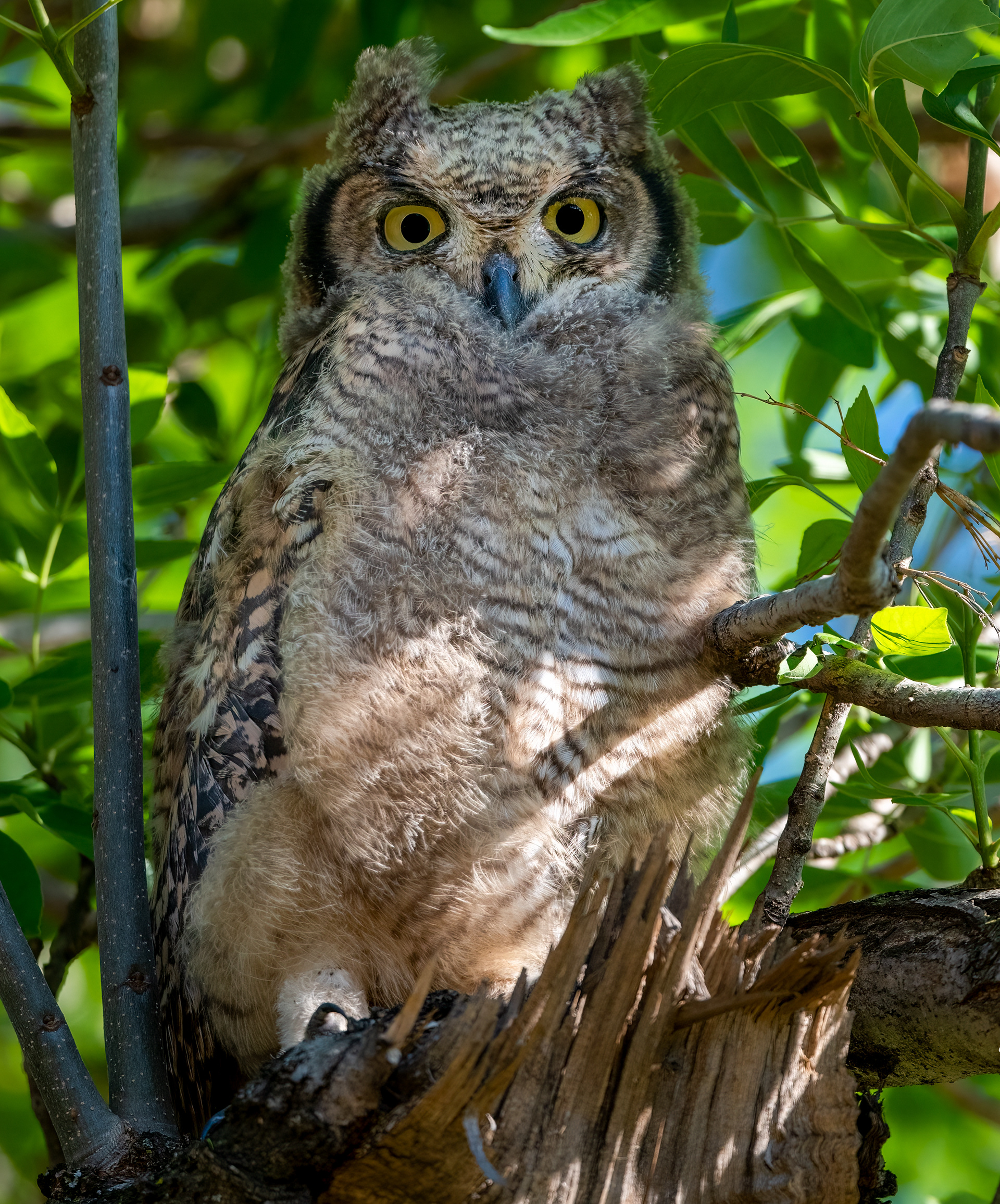 Juvenille Spotted Eagle Owl