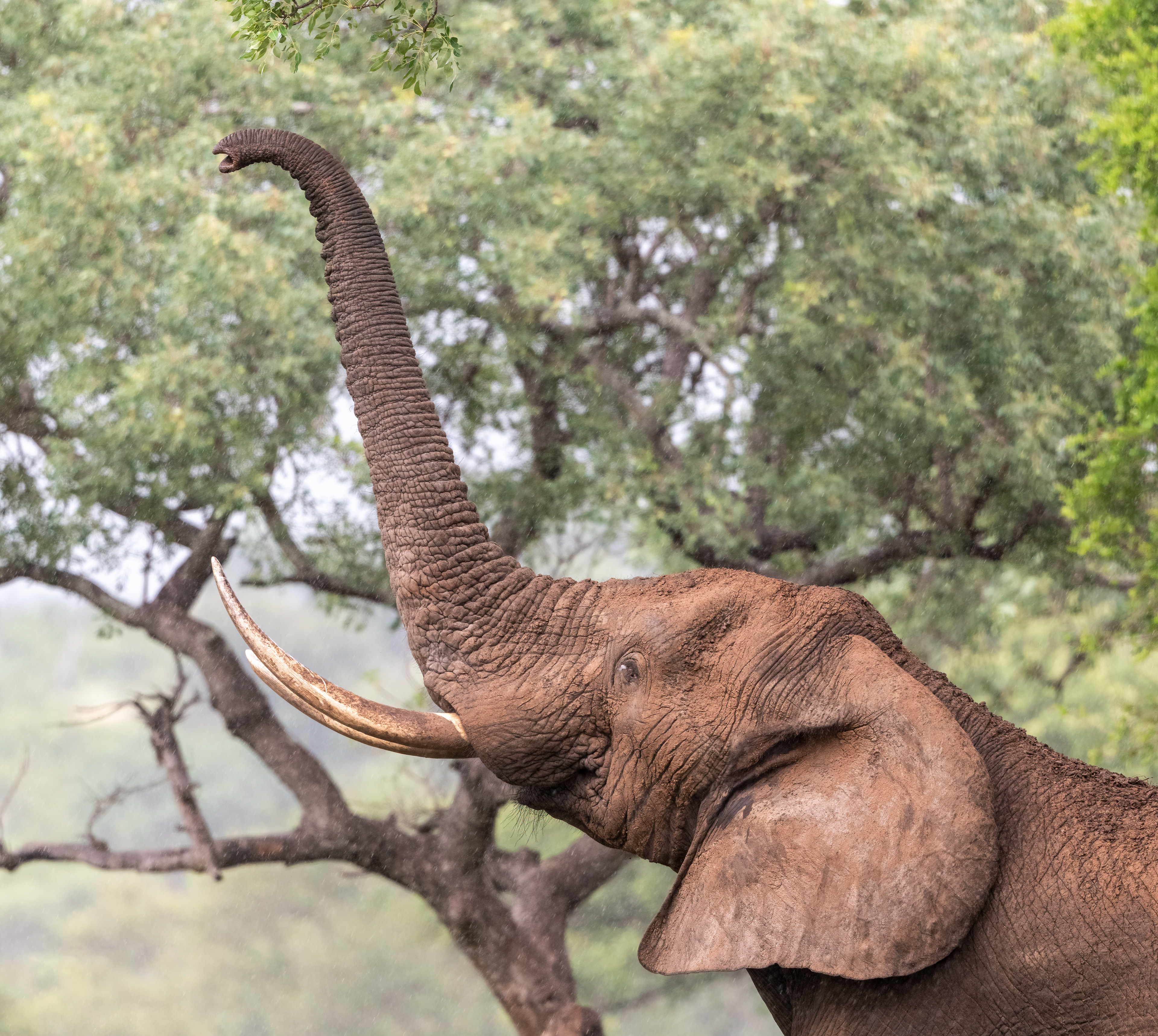 Male Elephant