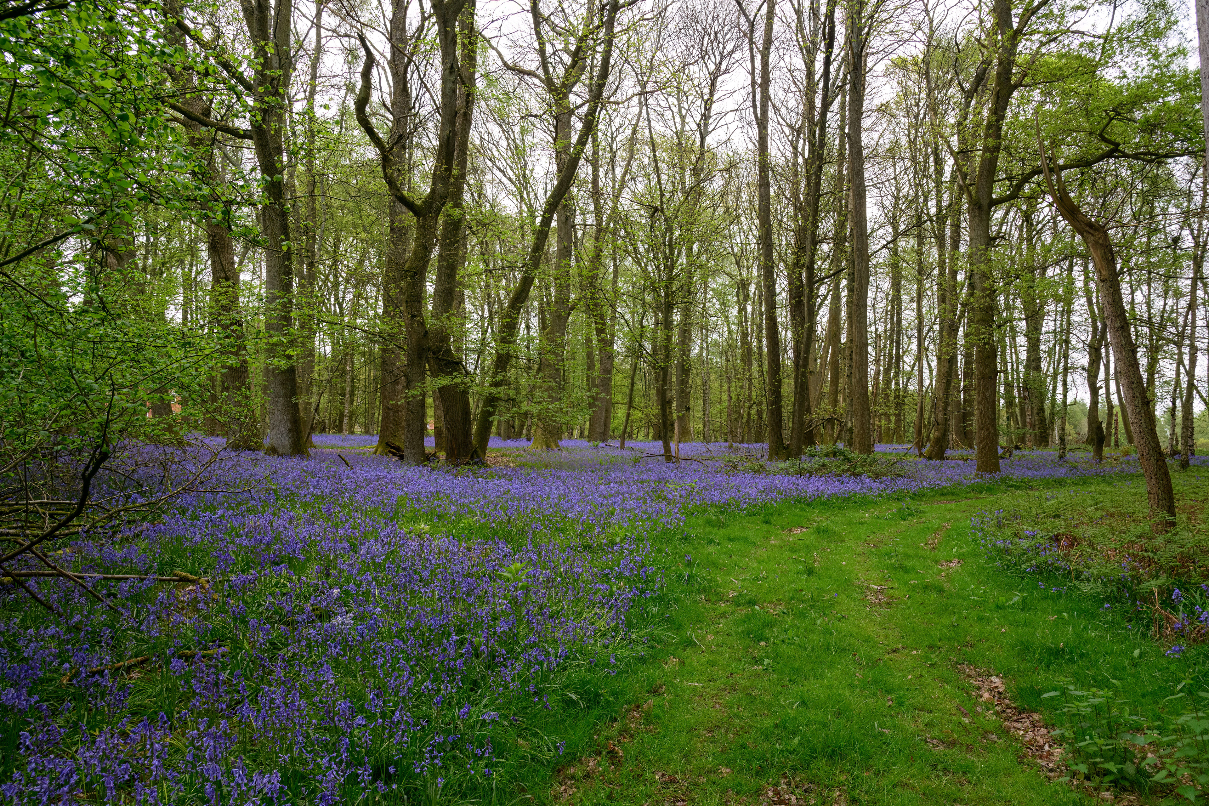 Blue Bells