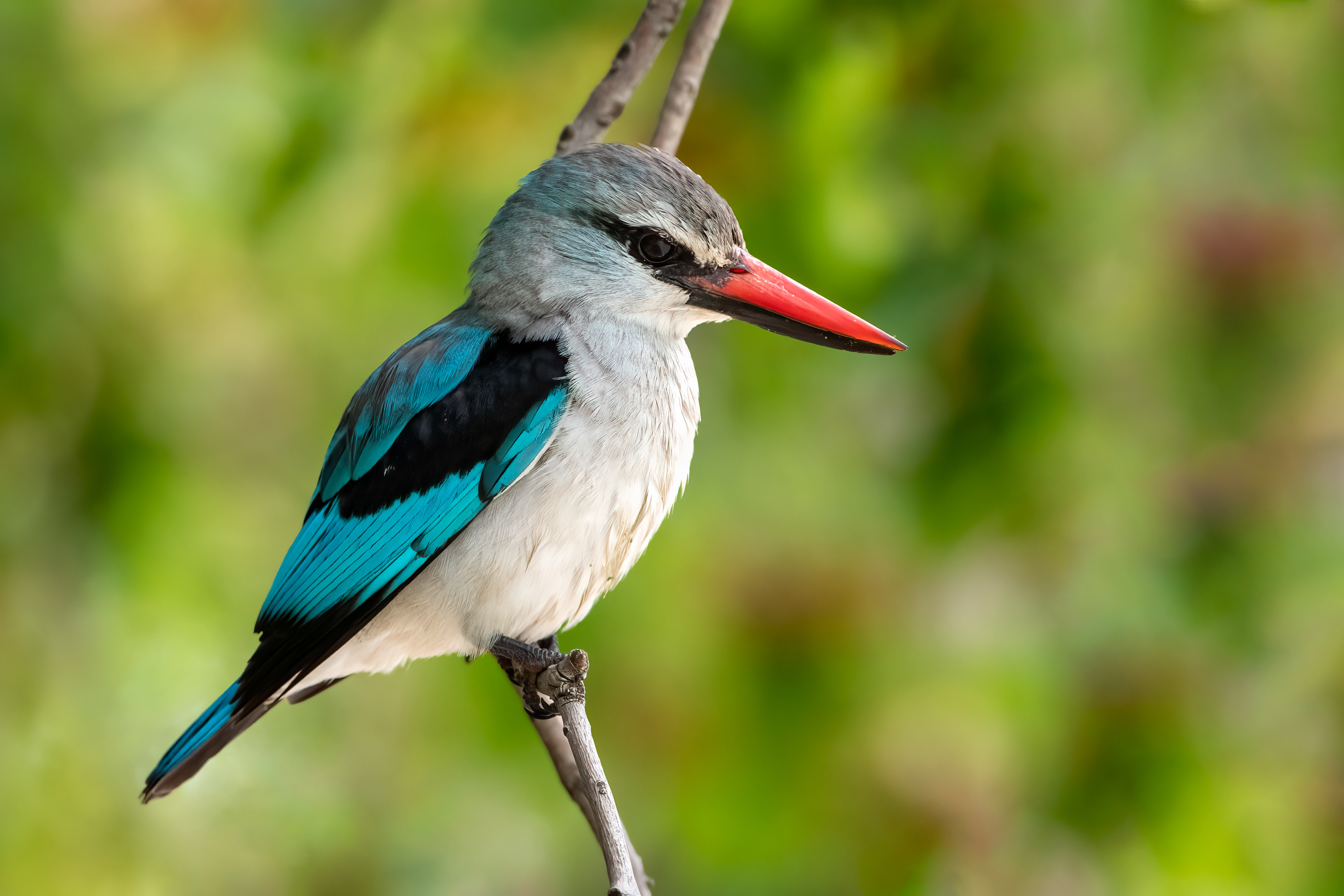 Woodland Kingfisher