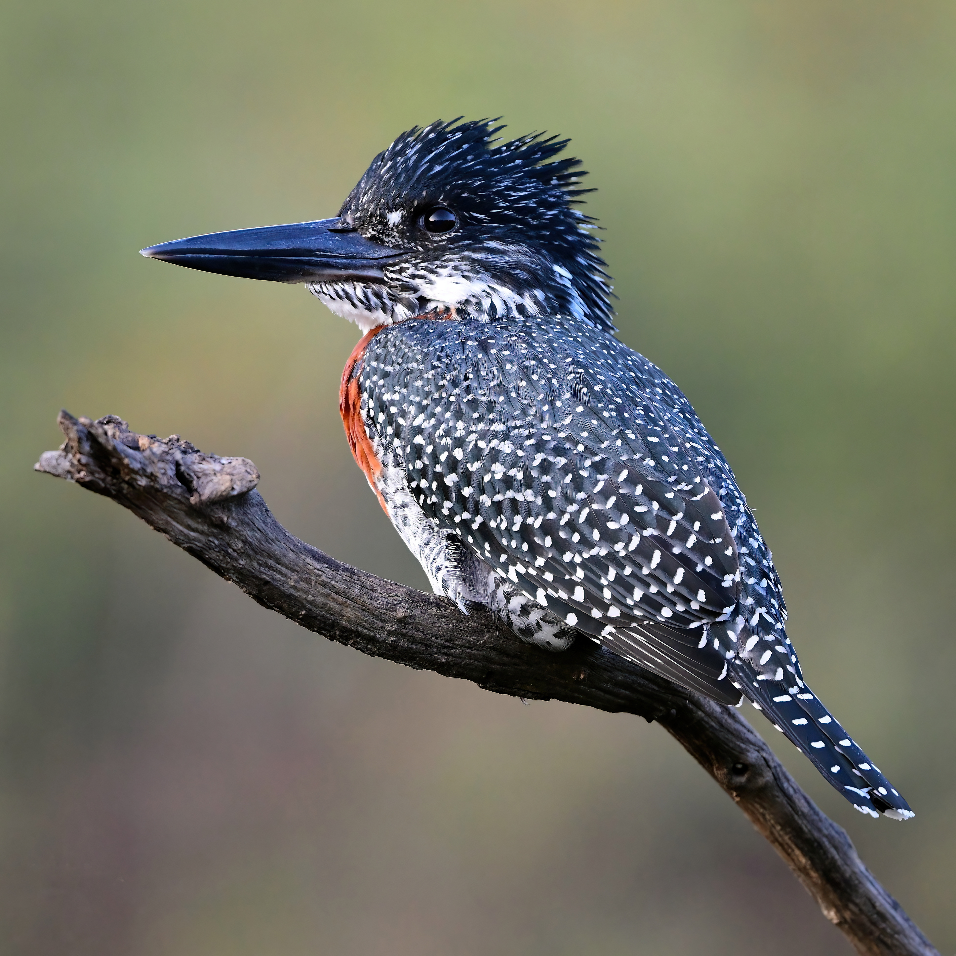 Giant Kingfisher