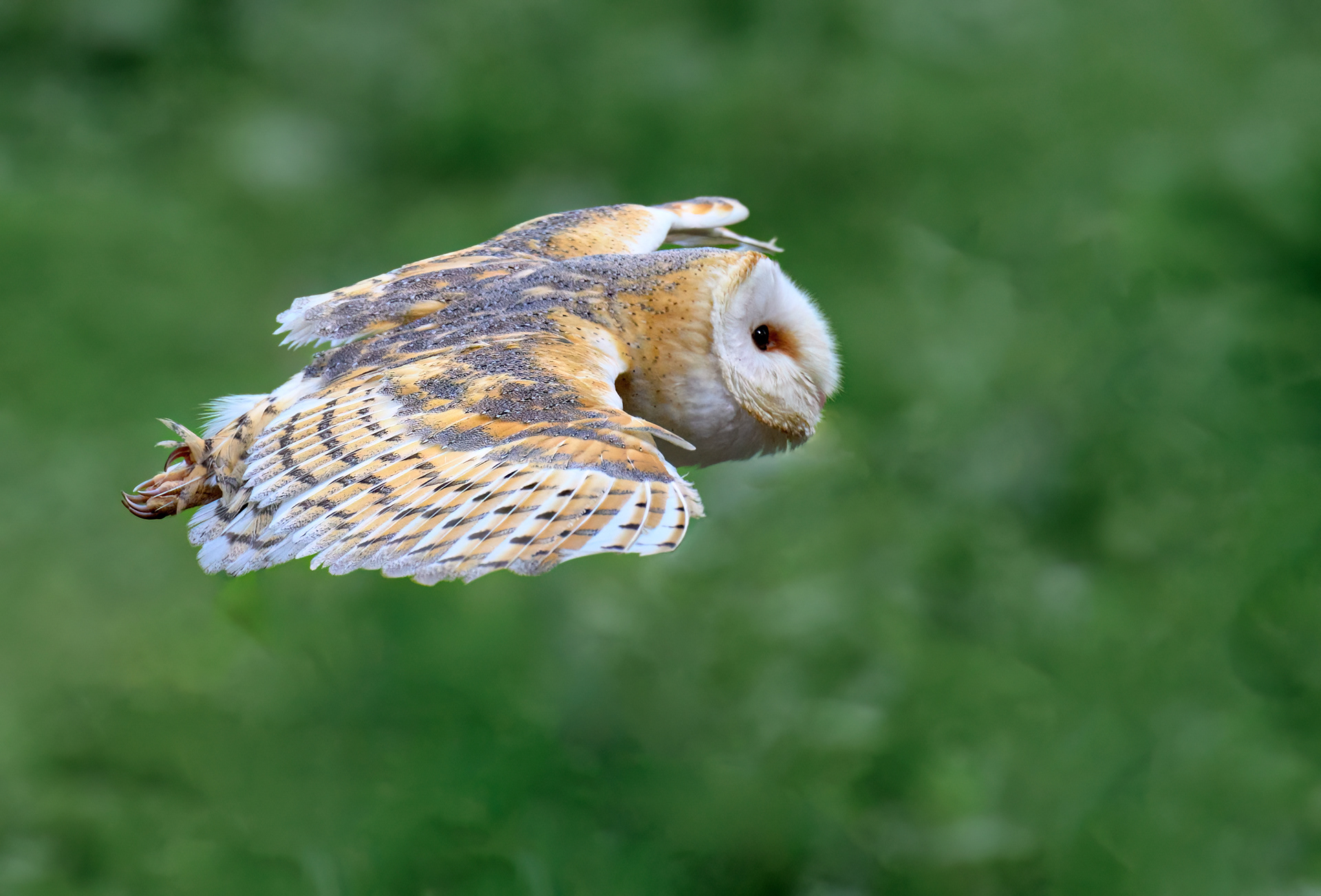 Barn Owl