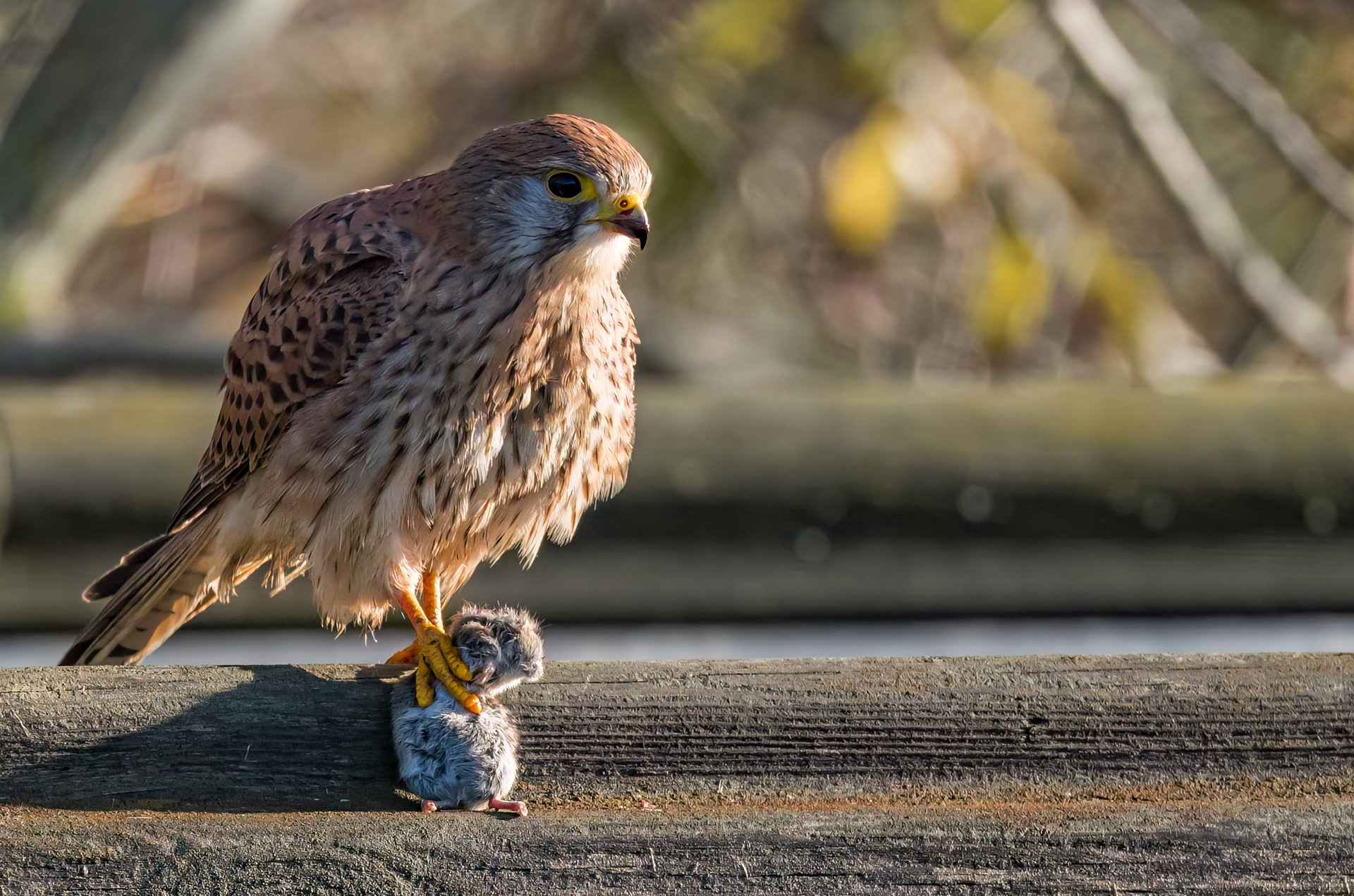 Kestrel