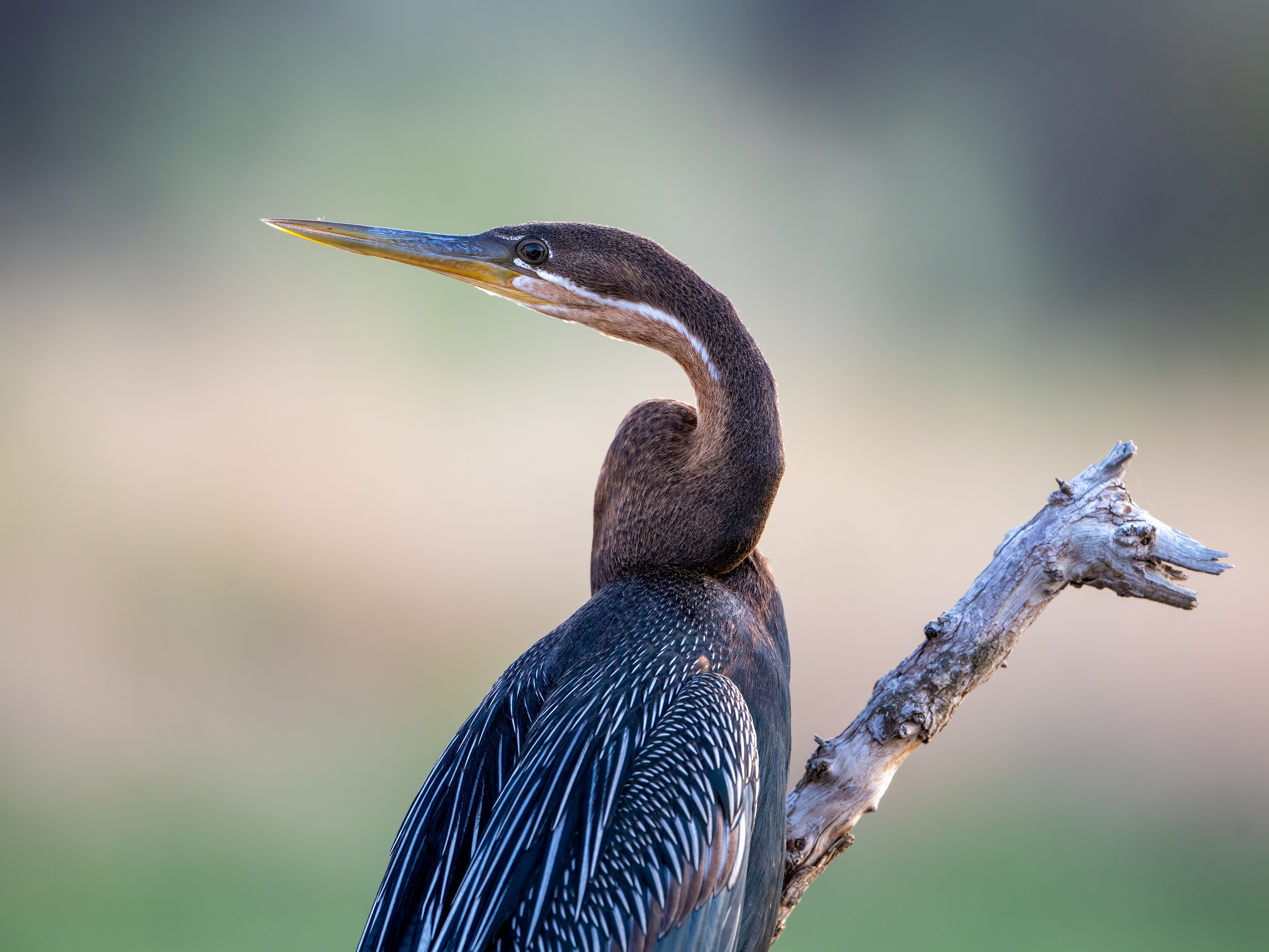 African Darter