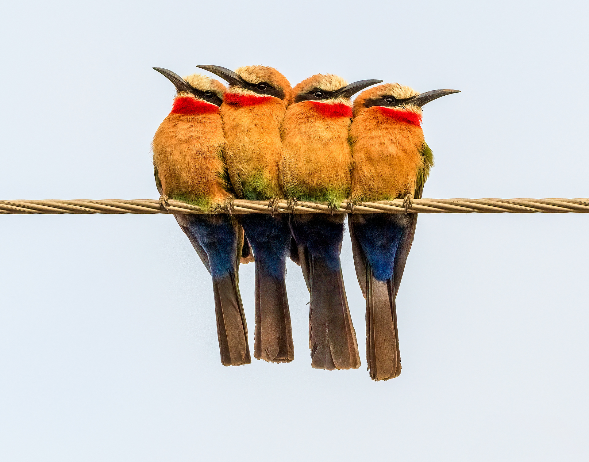 White-throated Bee Eater