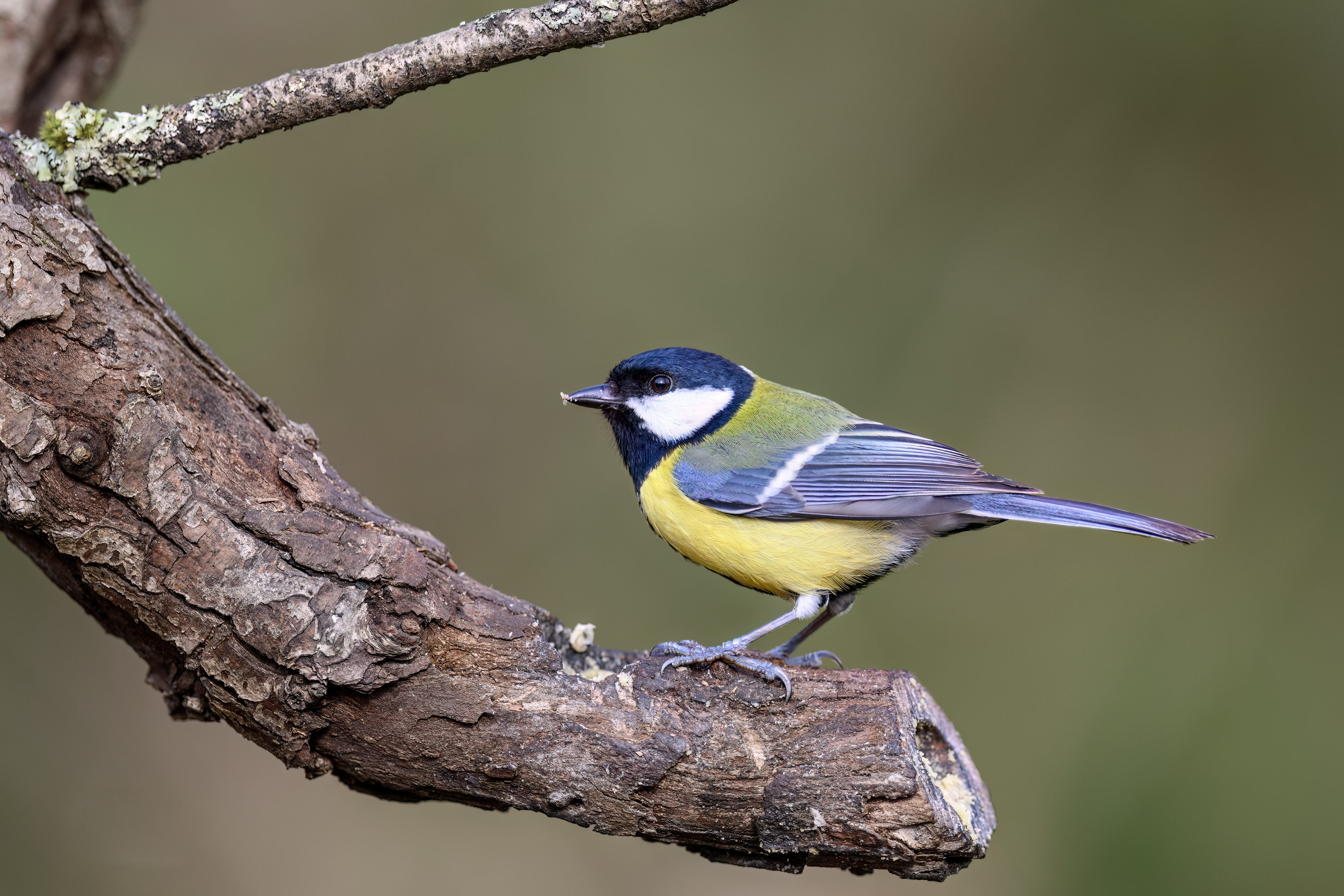 Great Tit