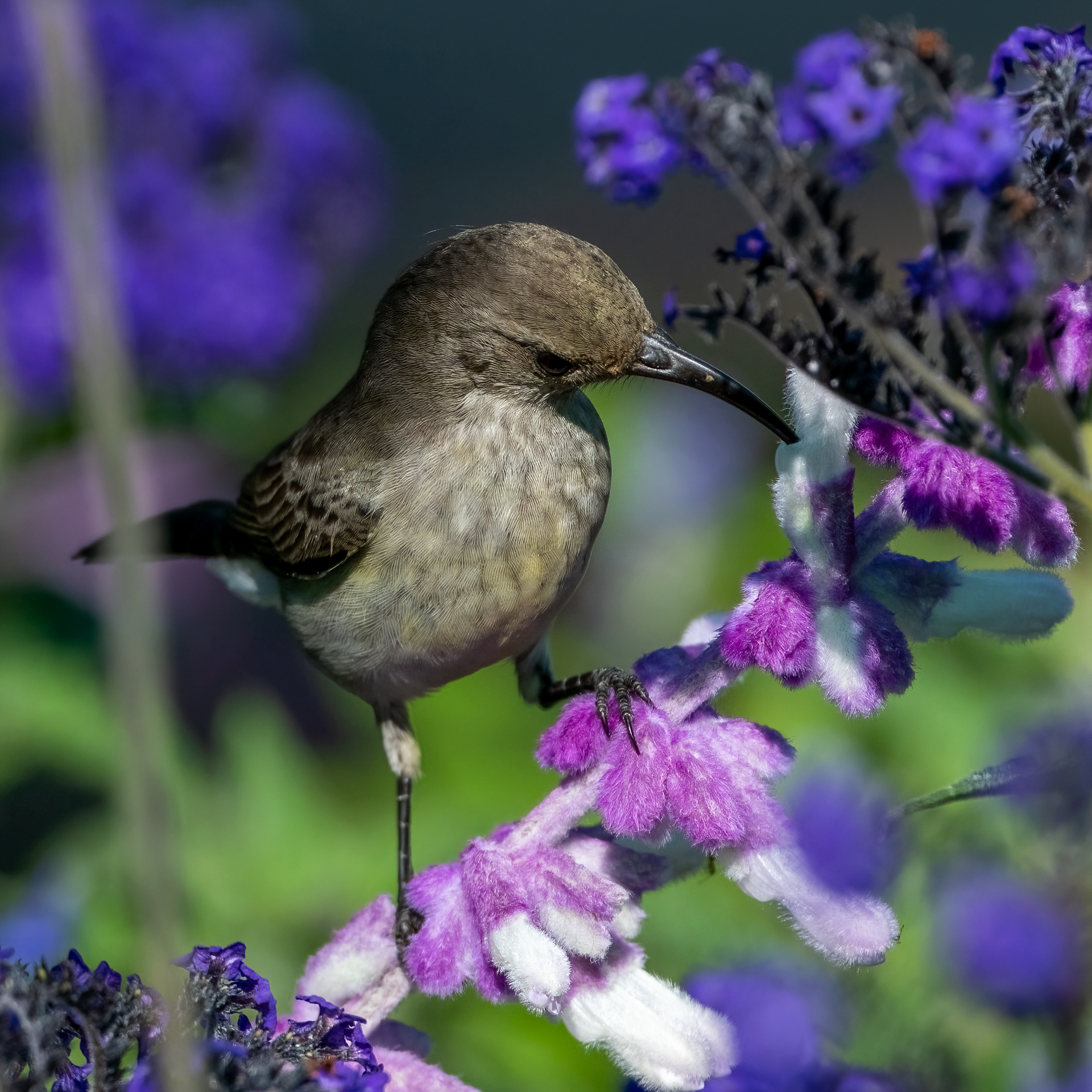 White Bellied Sunbird ♀