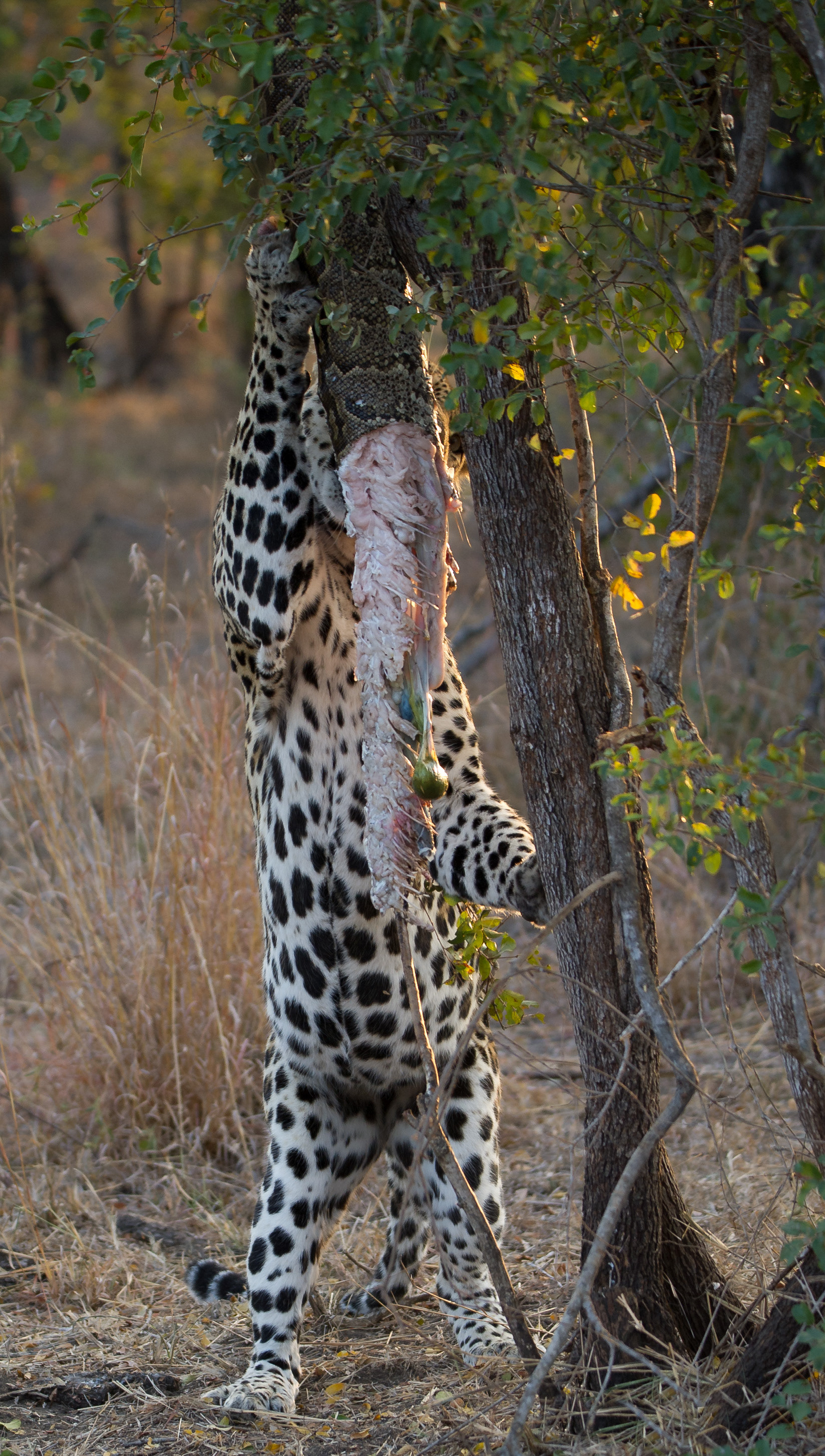 Leopard