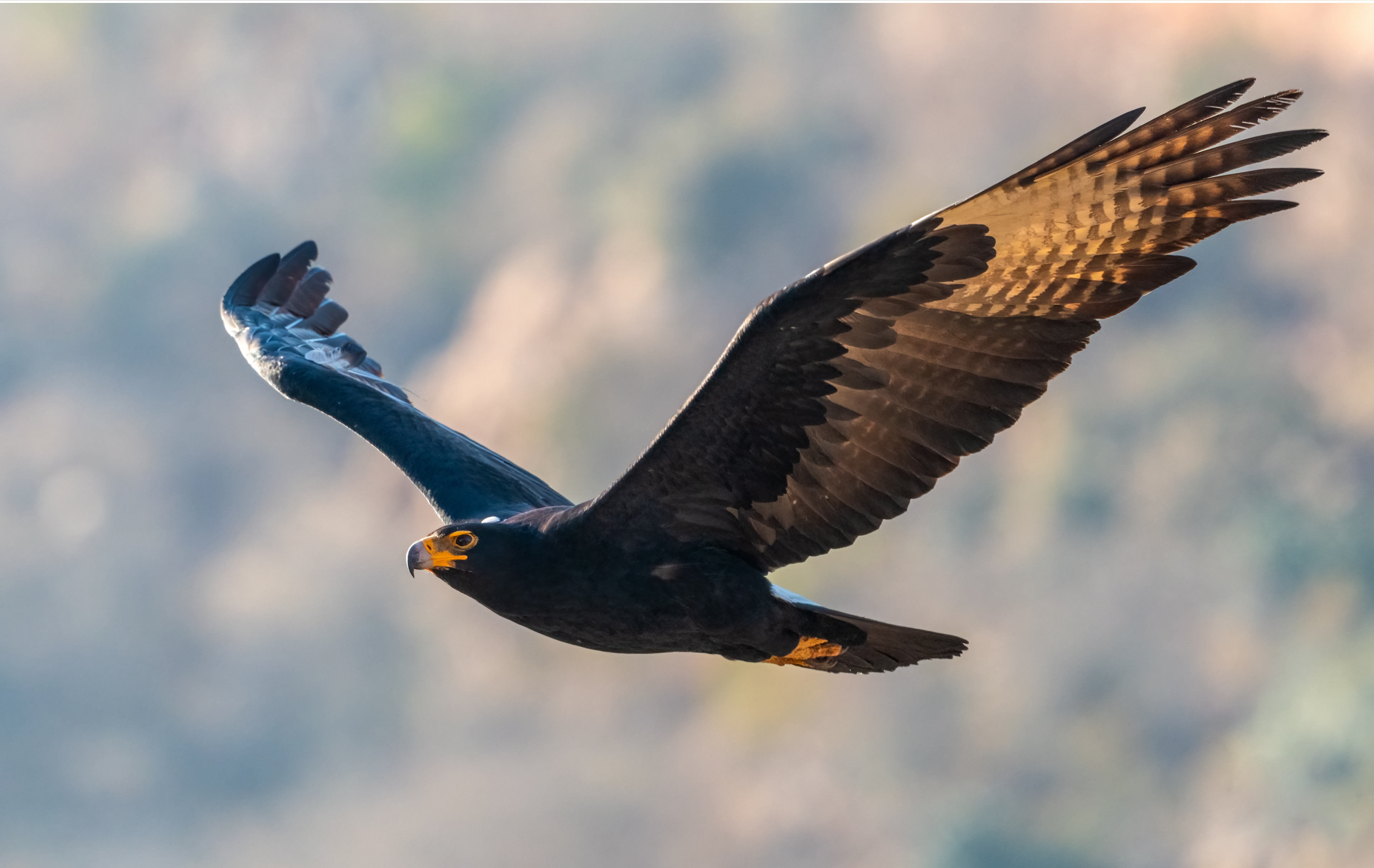 Verreaux Eagle