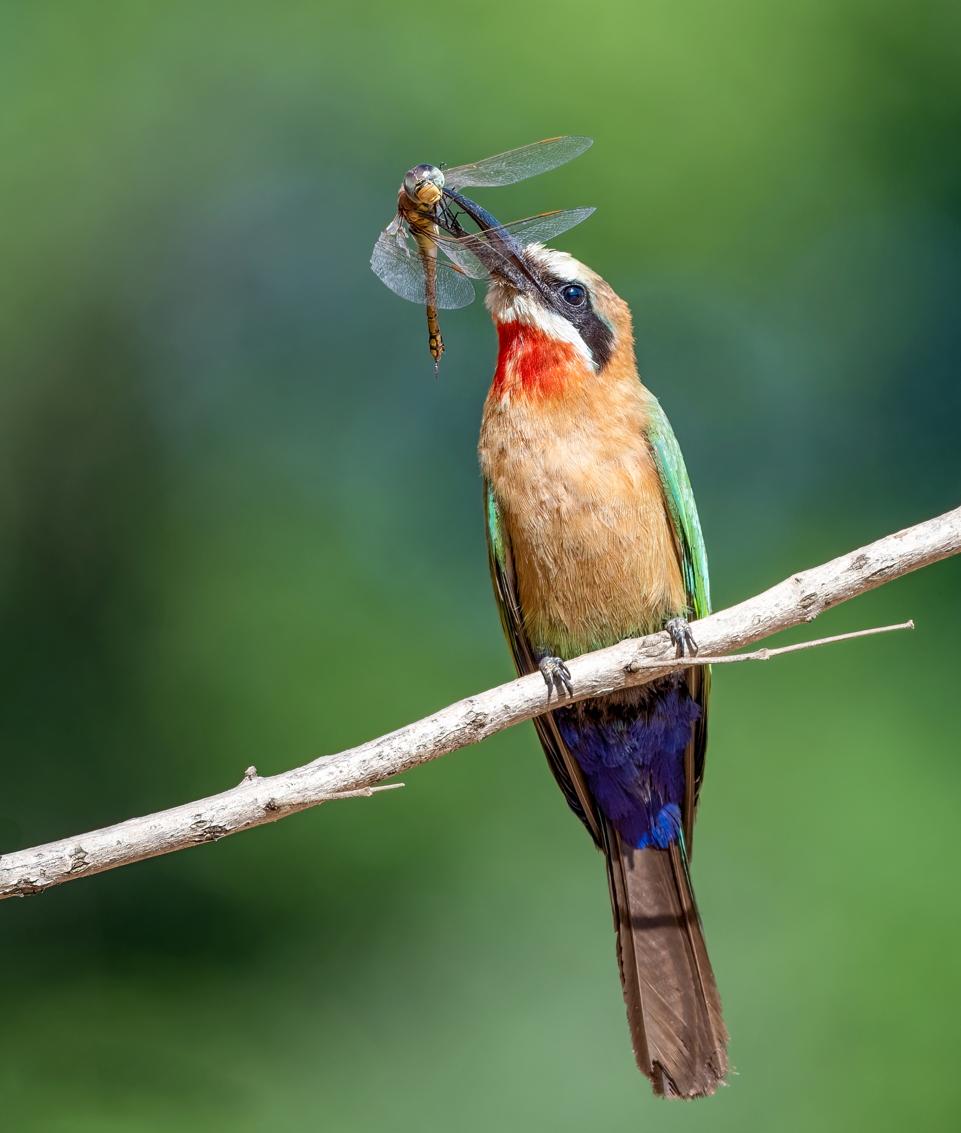 White-throated Bee Eater