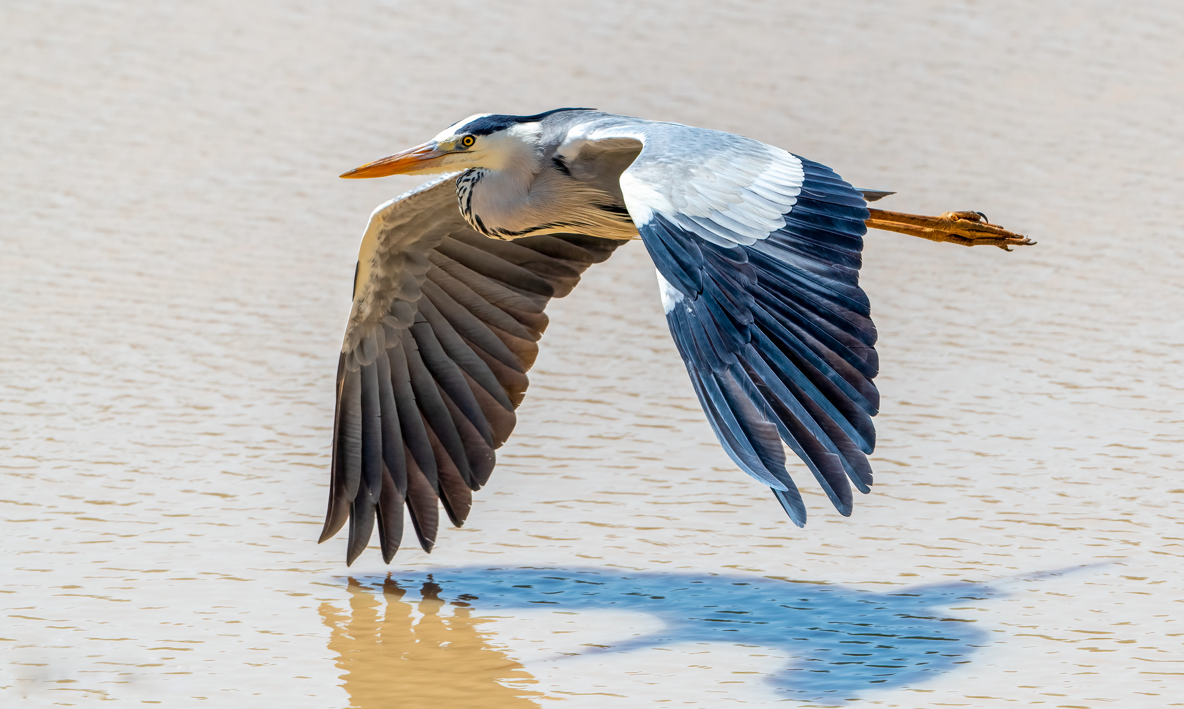 Black Headed Heron