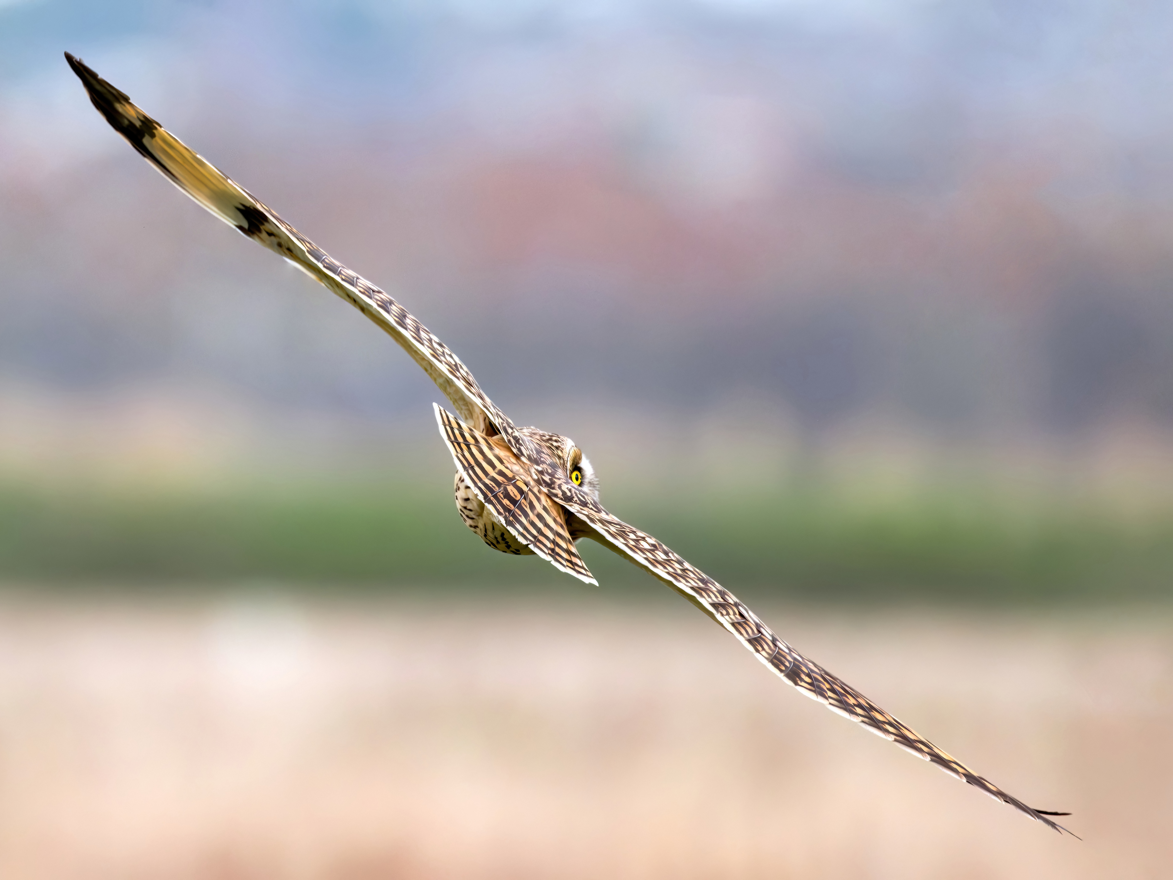 Short Eared Owl