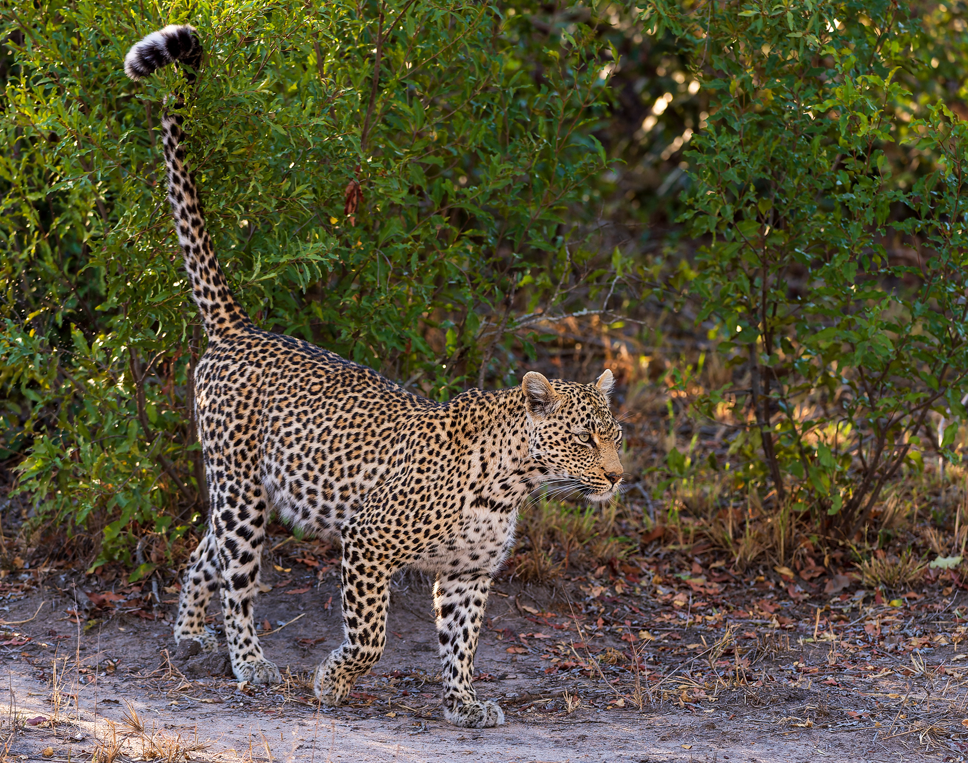 Leopard