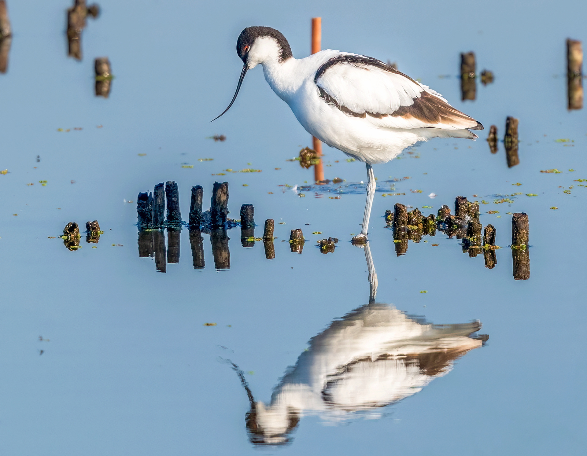 Pied Avocet