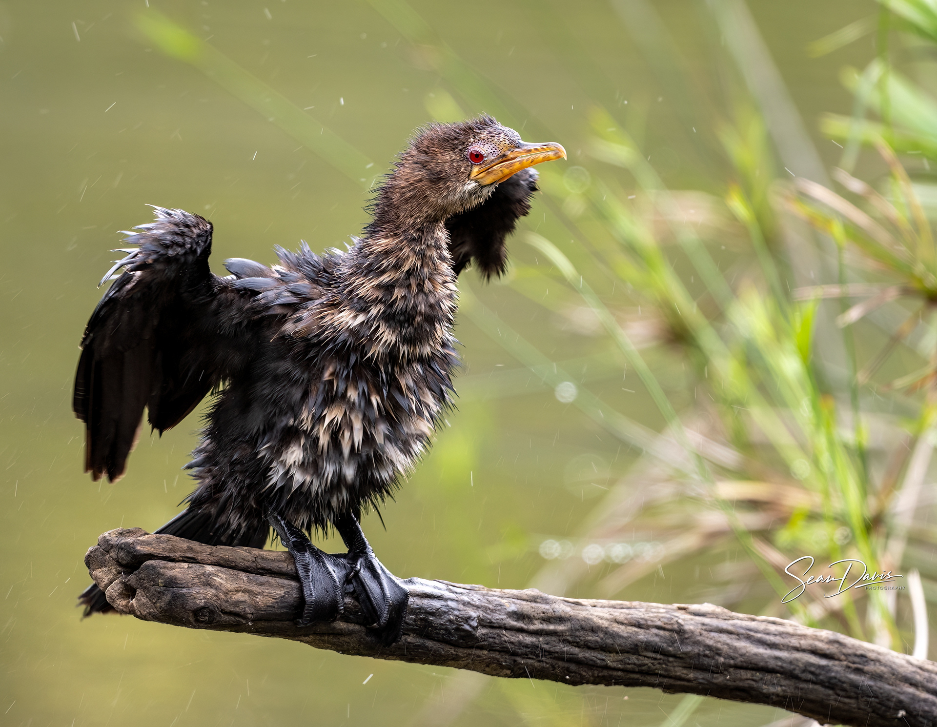 Reed Cormorant