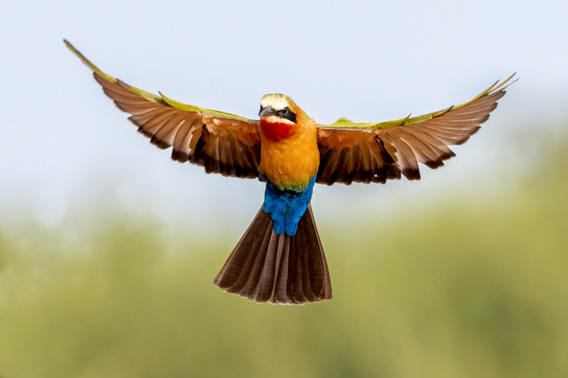 White-throated Bee Eater