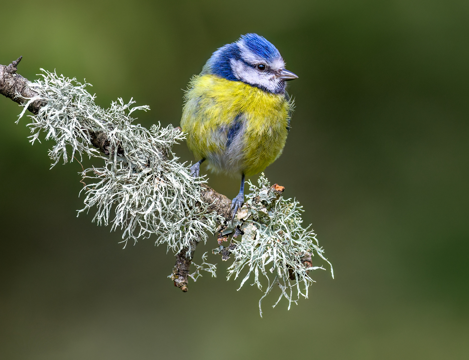 Blue Tit