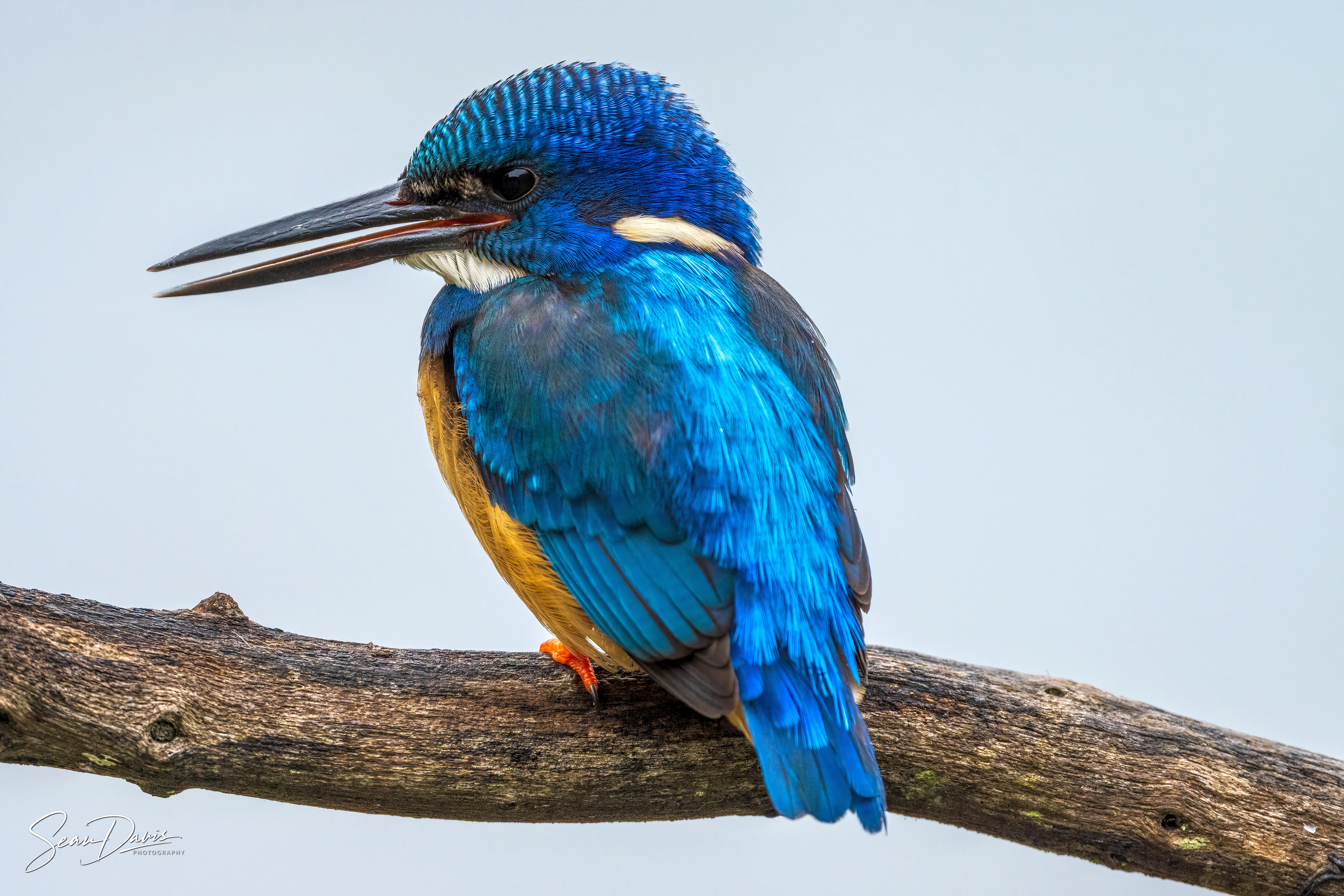 Half Collared Kingfisher