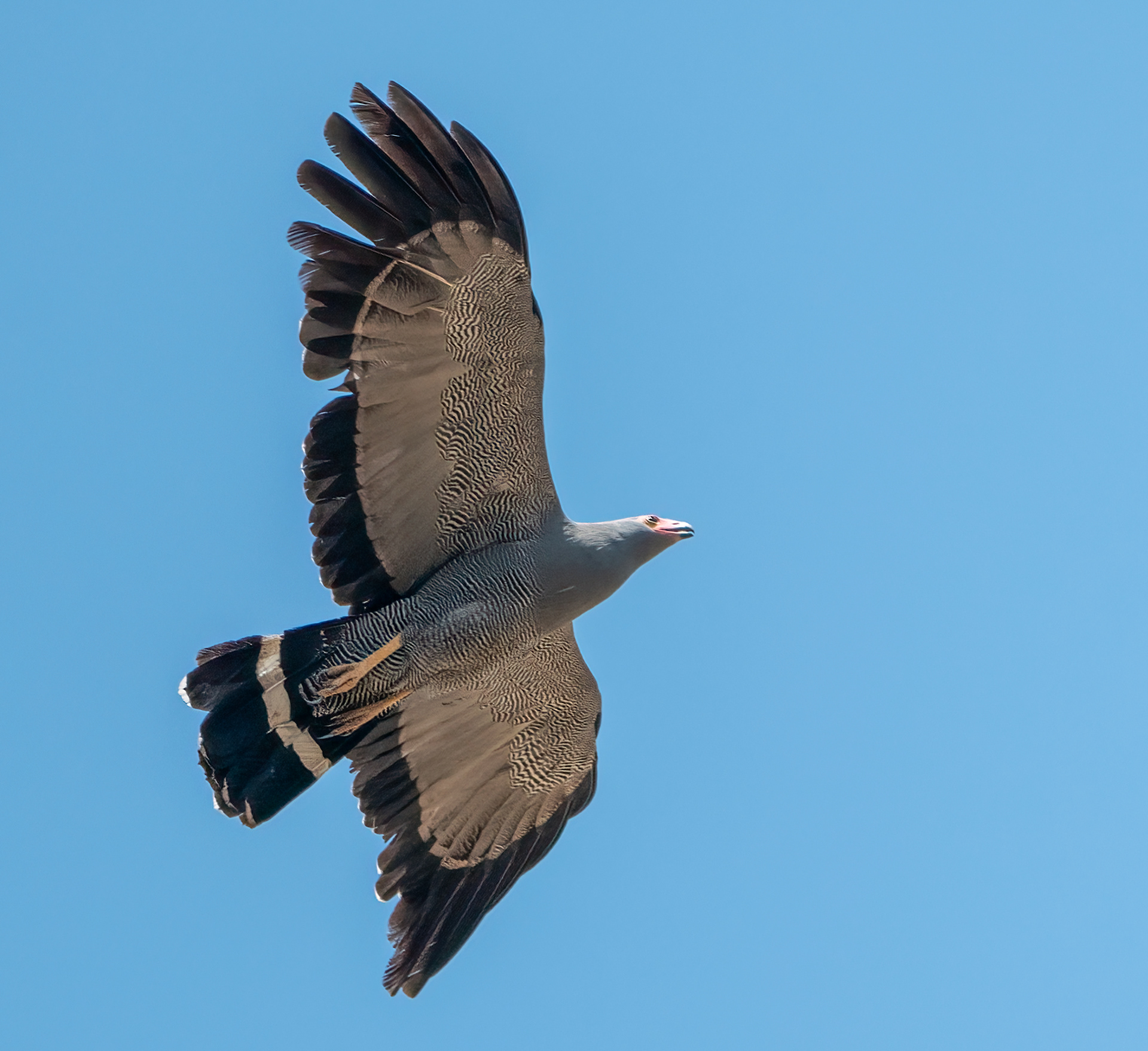 African Harrier Hawk