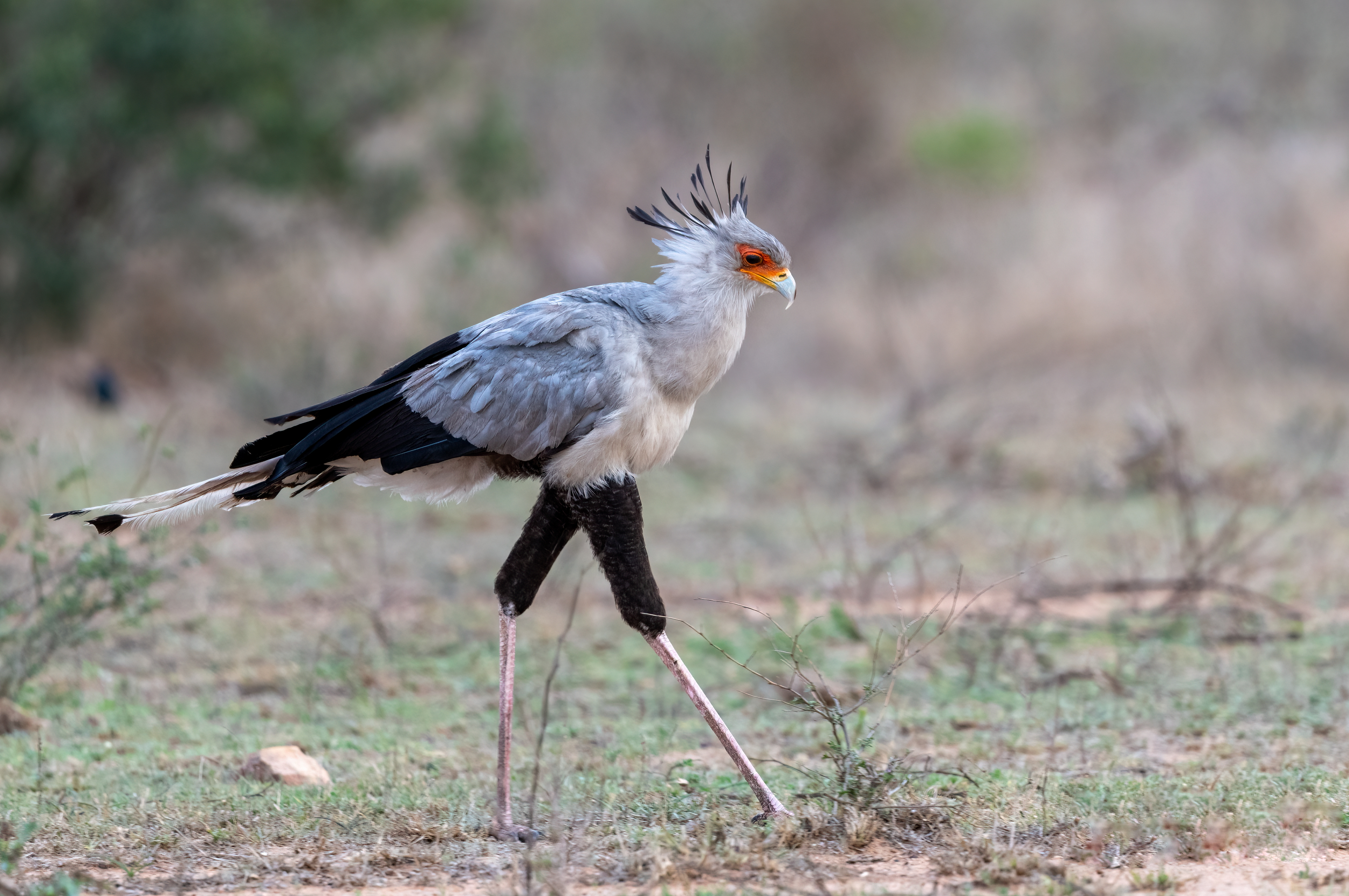Secretary Bird