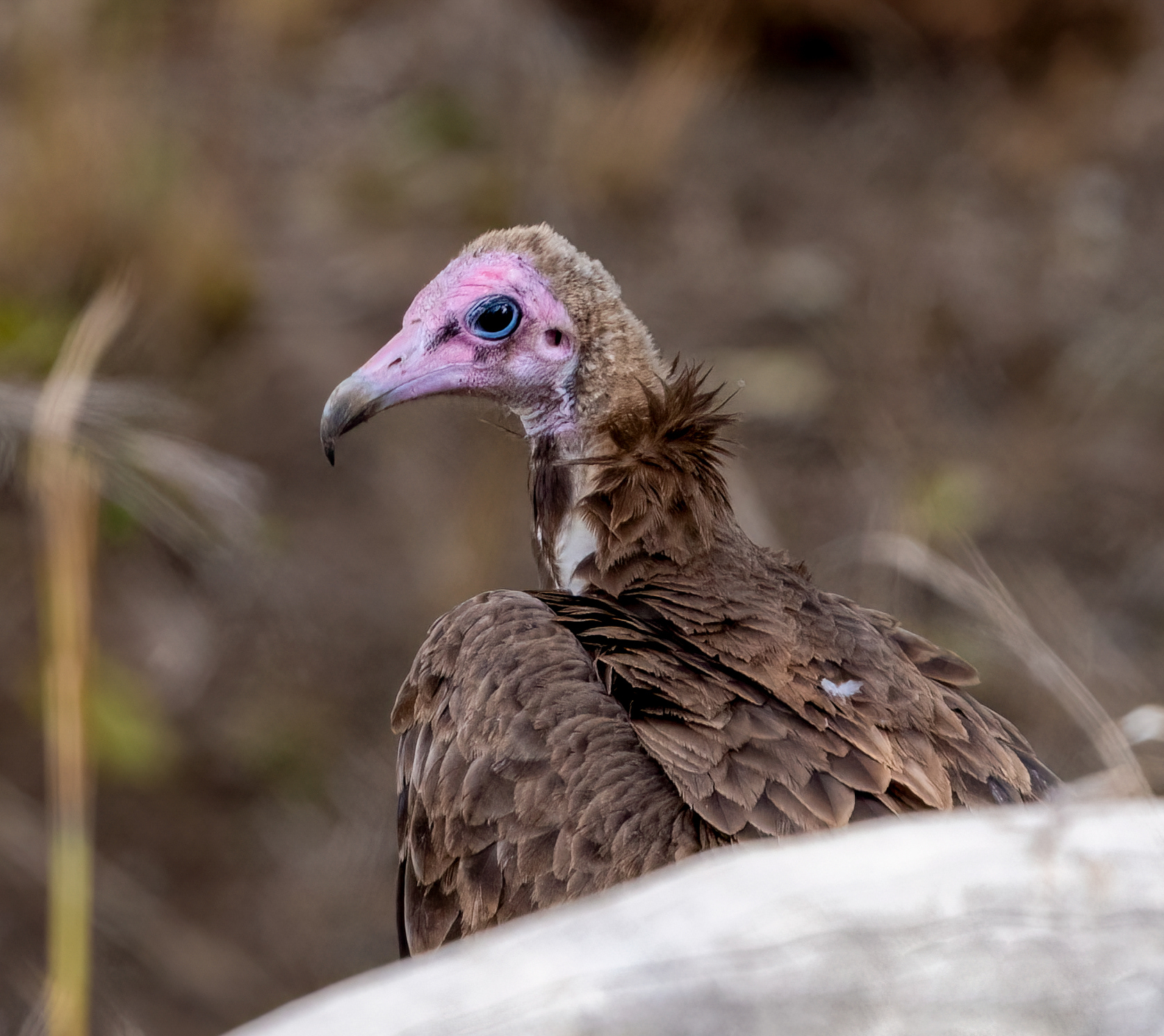 Hooded Vulture