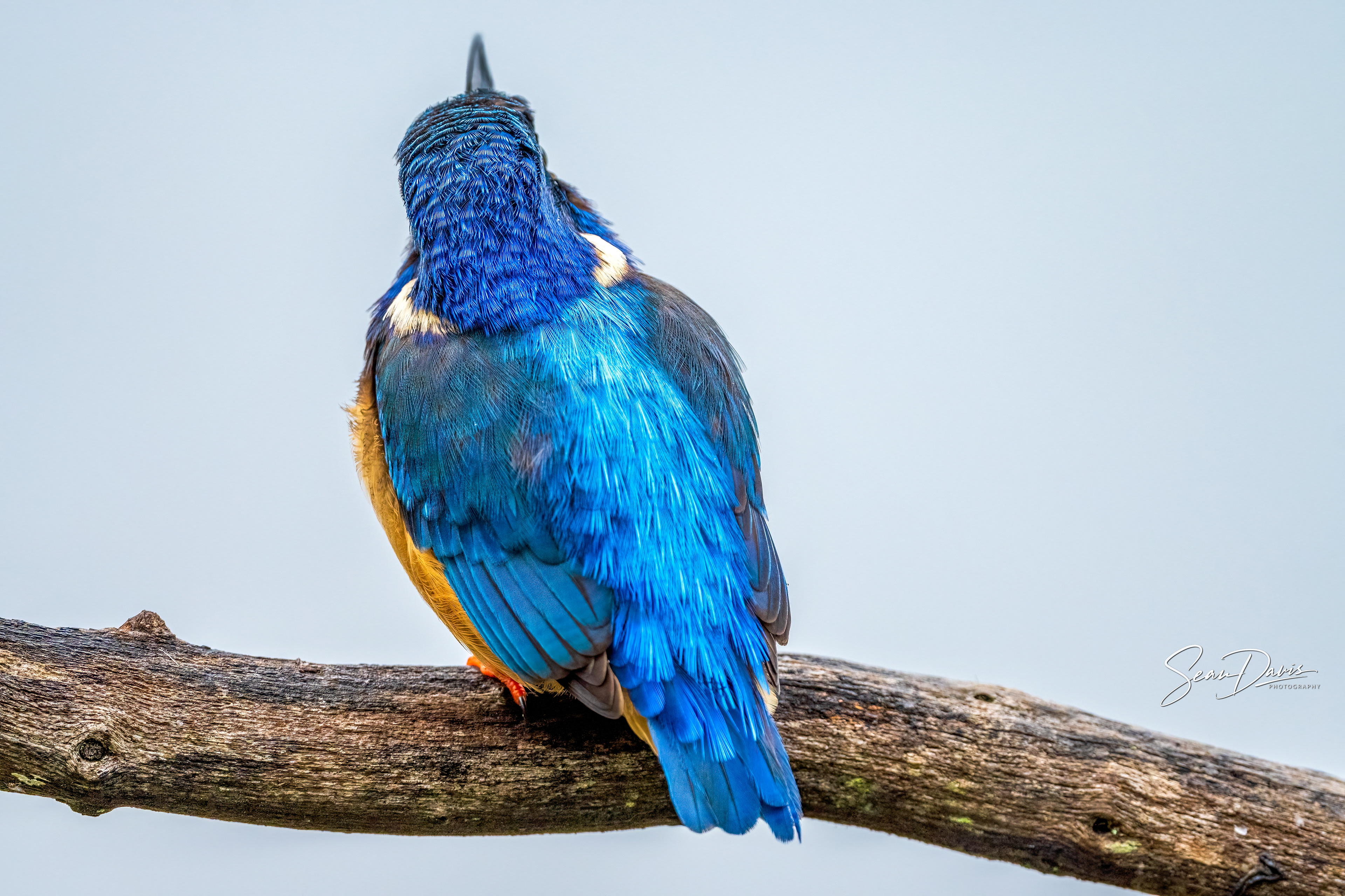 Half Collared Kingfisher