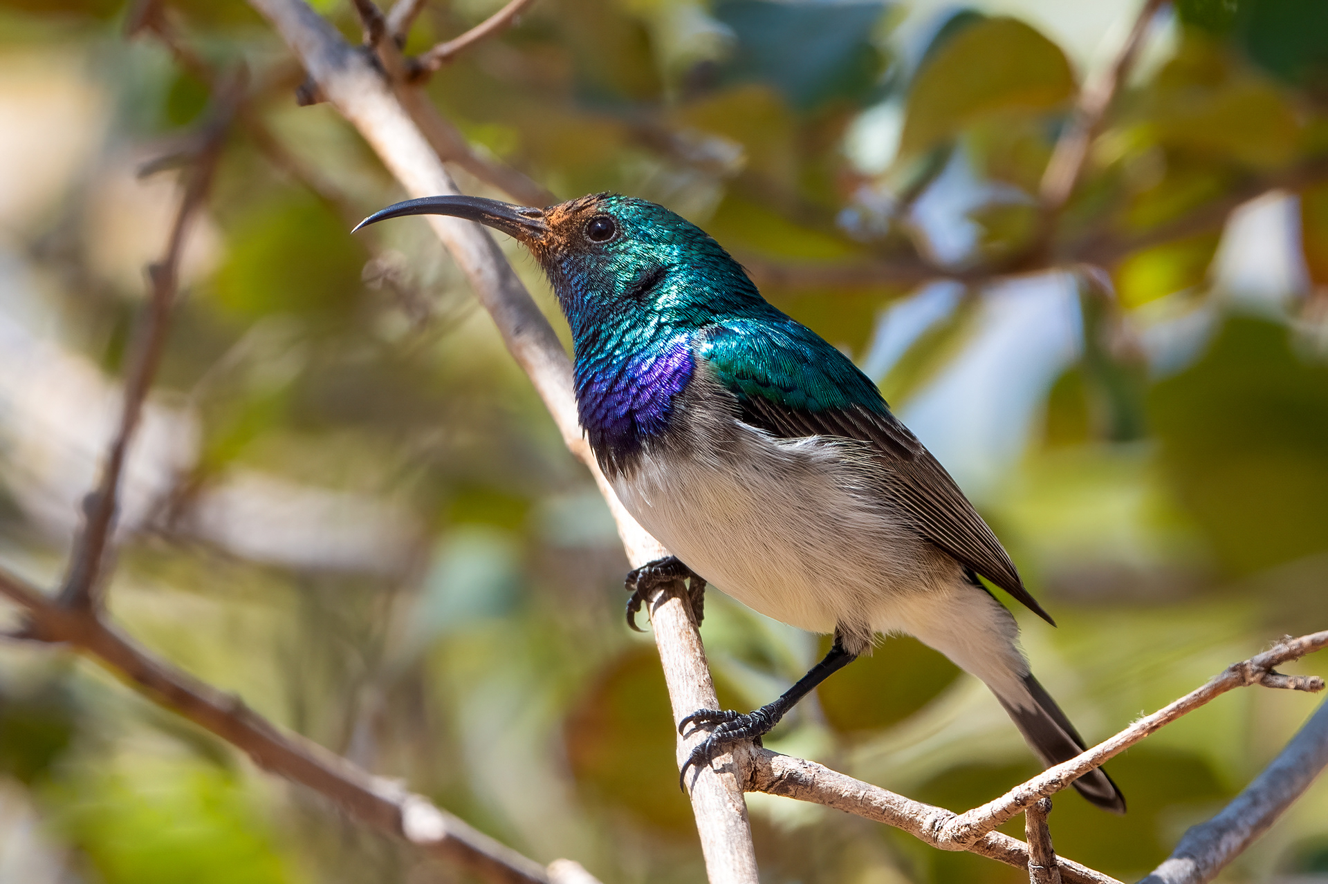 White Bellied Sunbird ♂