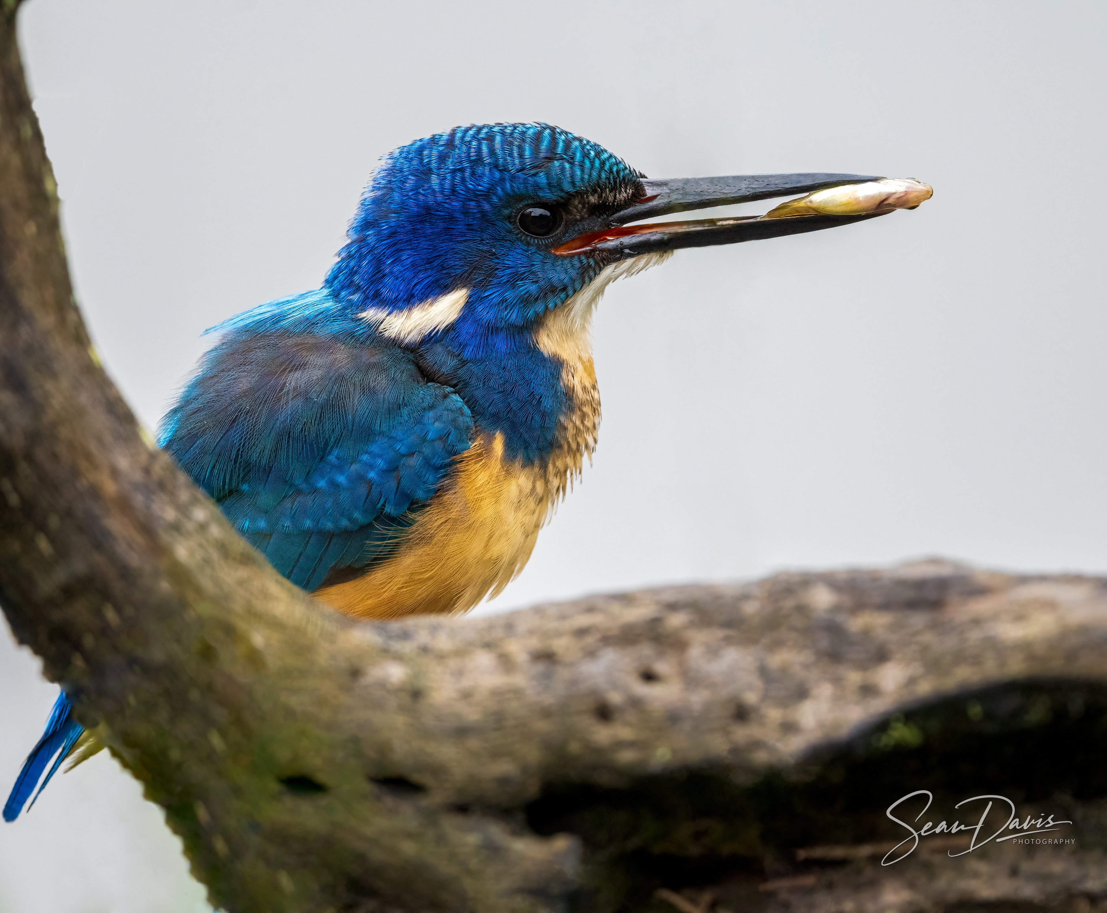 Half Collared Kingfisher