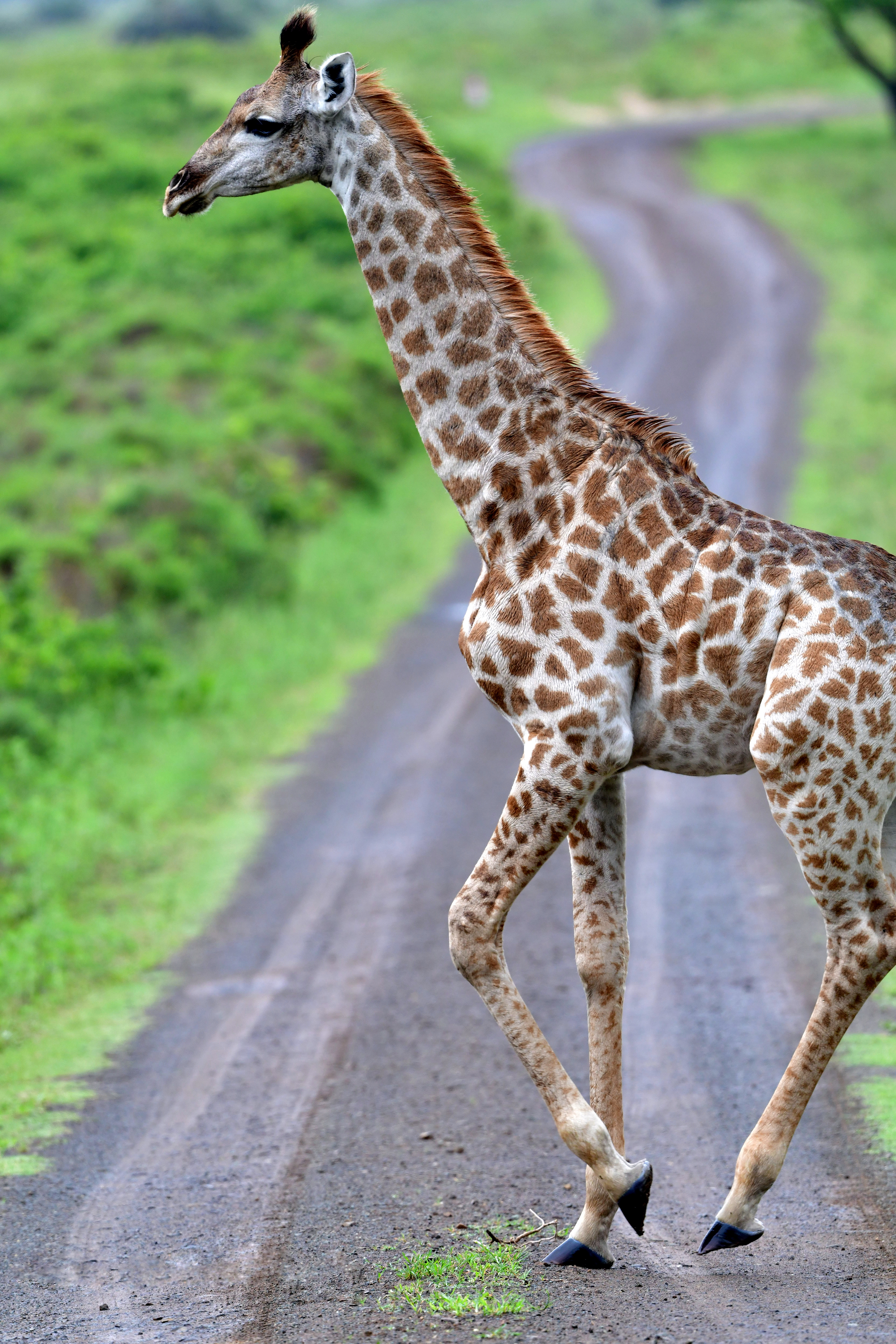 Giraffe