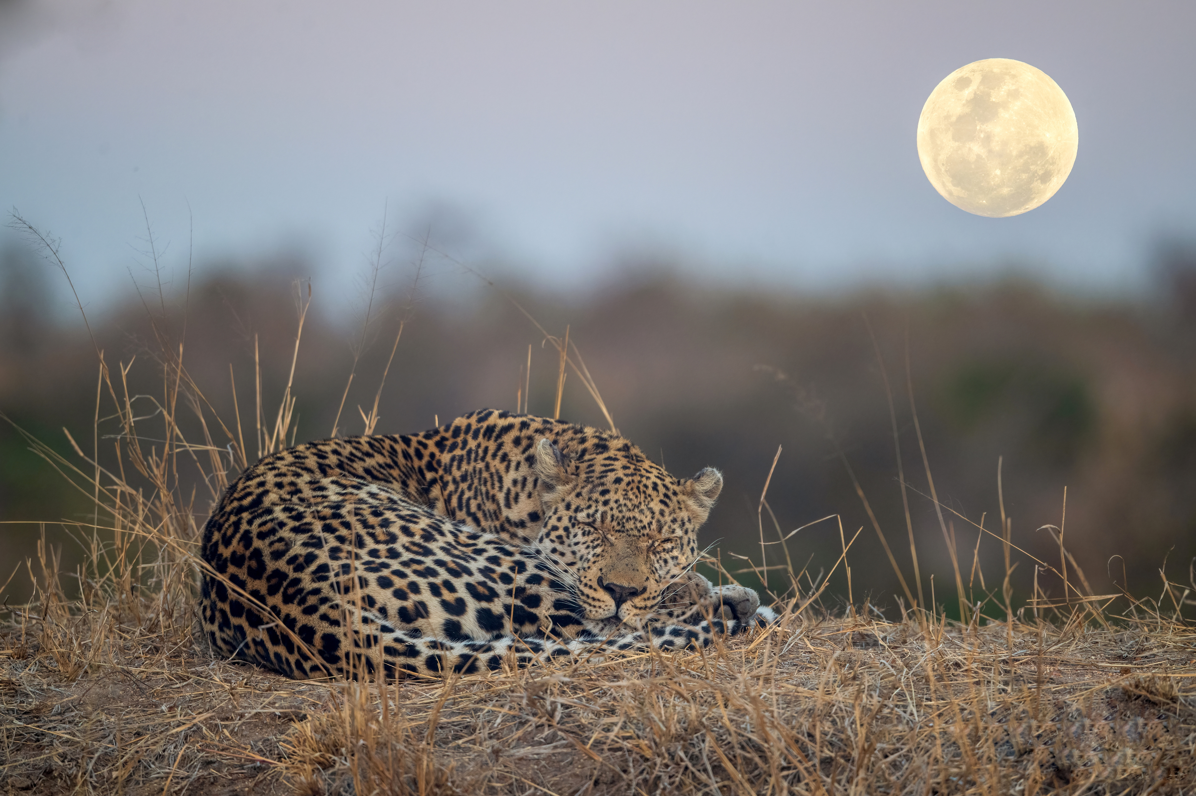 Leopard