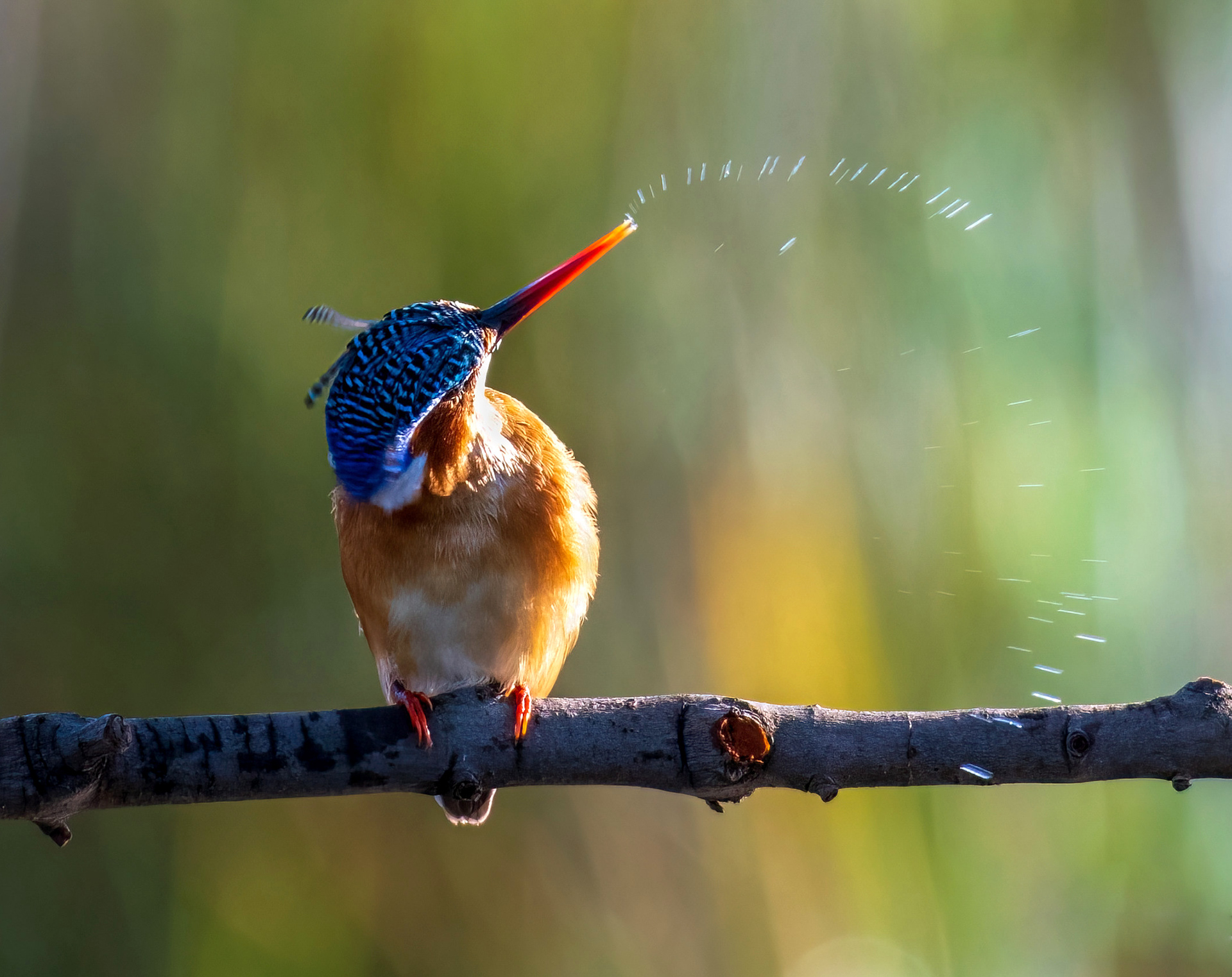 Malachite Kingfisher
