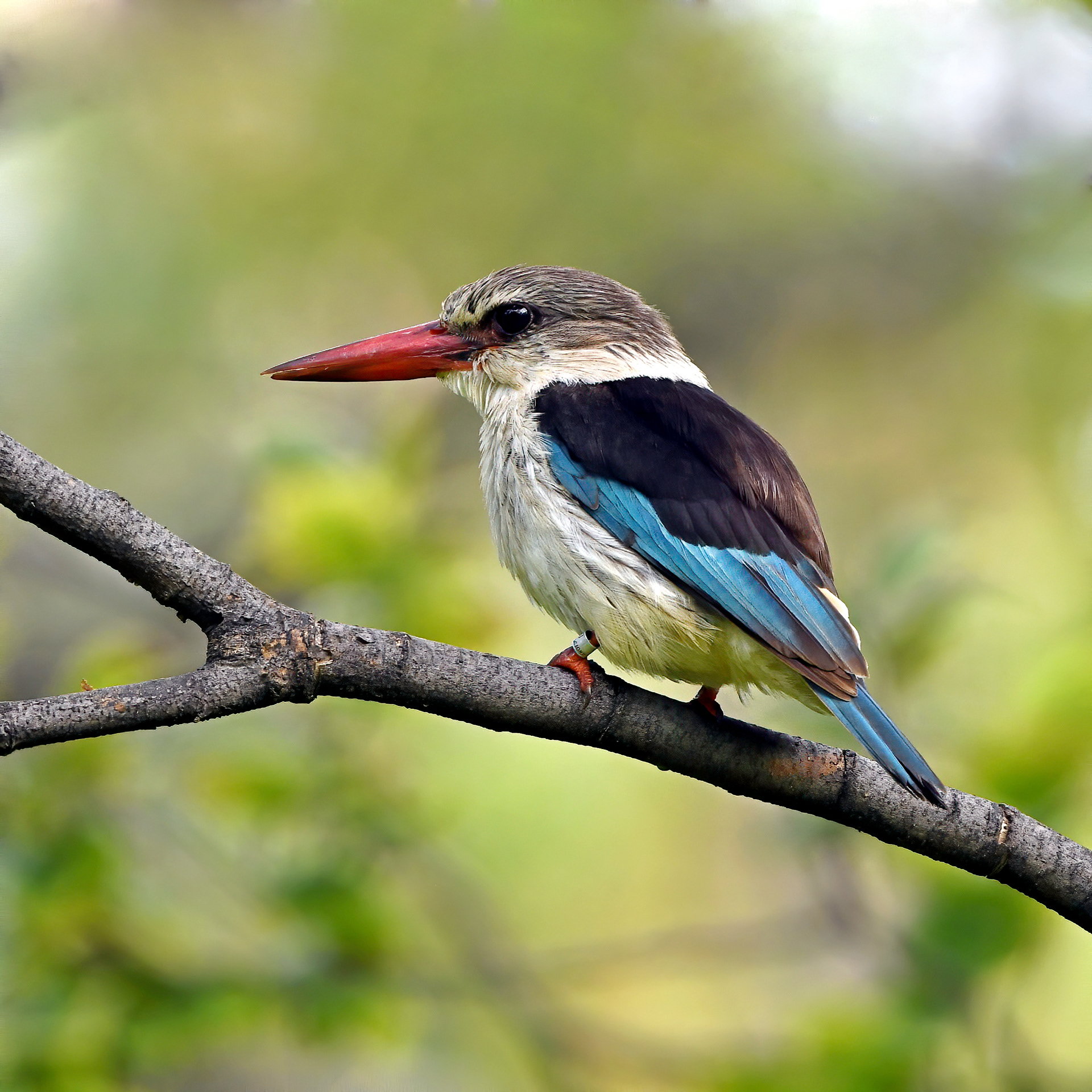 Brown Hooded Kingfisher