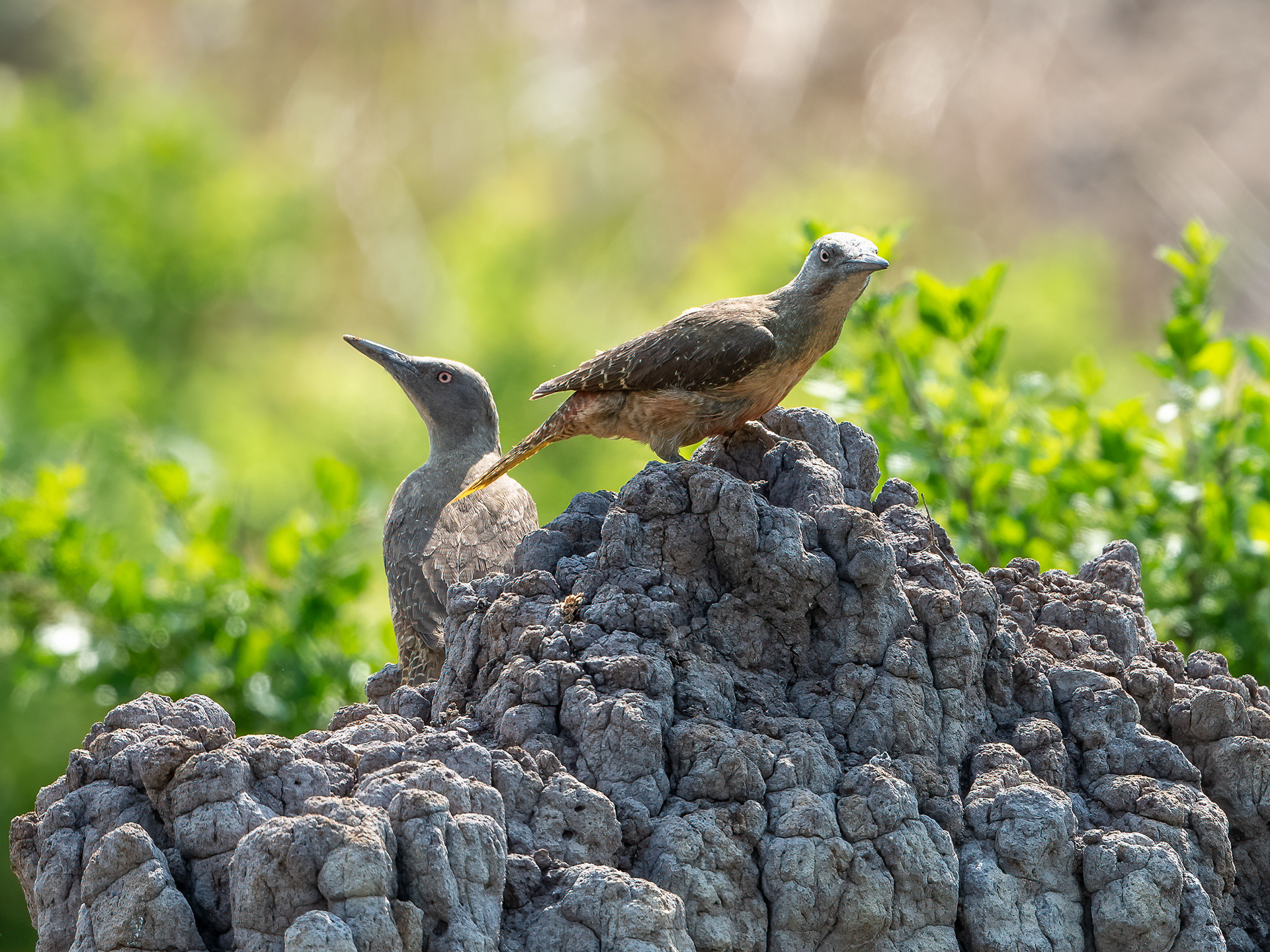 Ground Woodpecker
