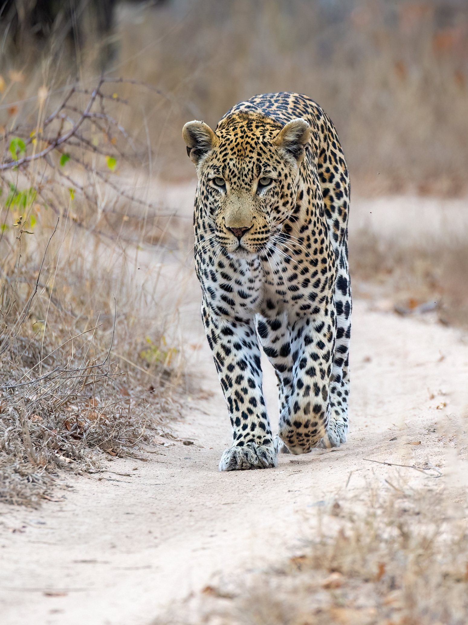 Male Leopard