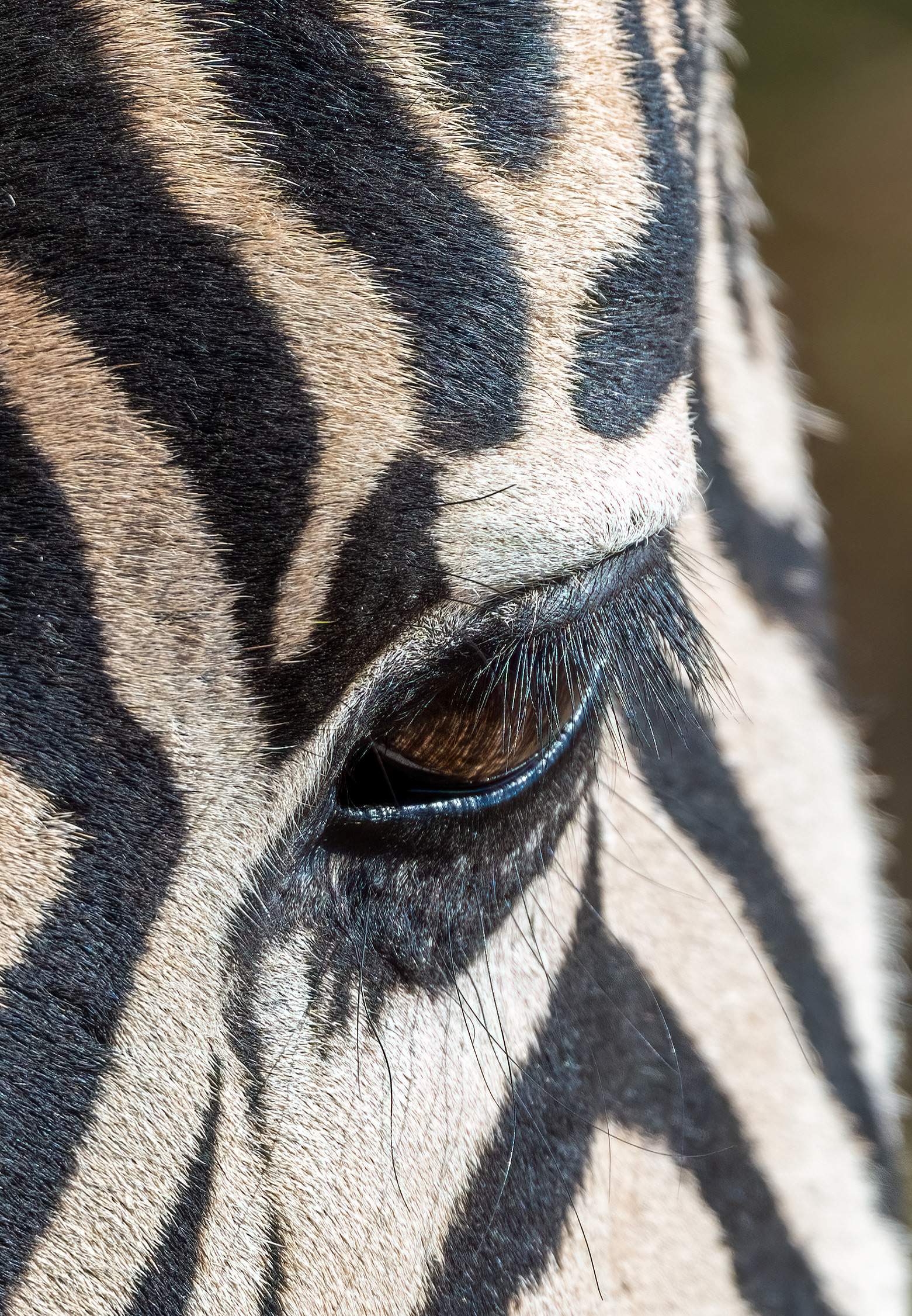 Burchell's Zebra