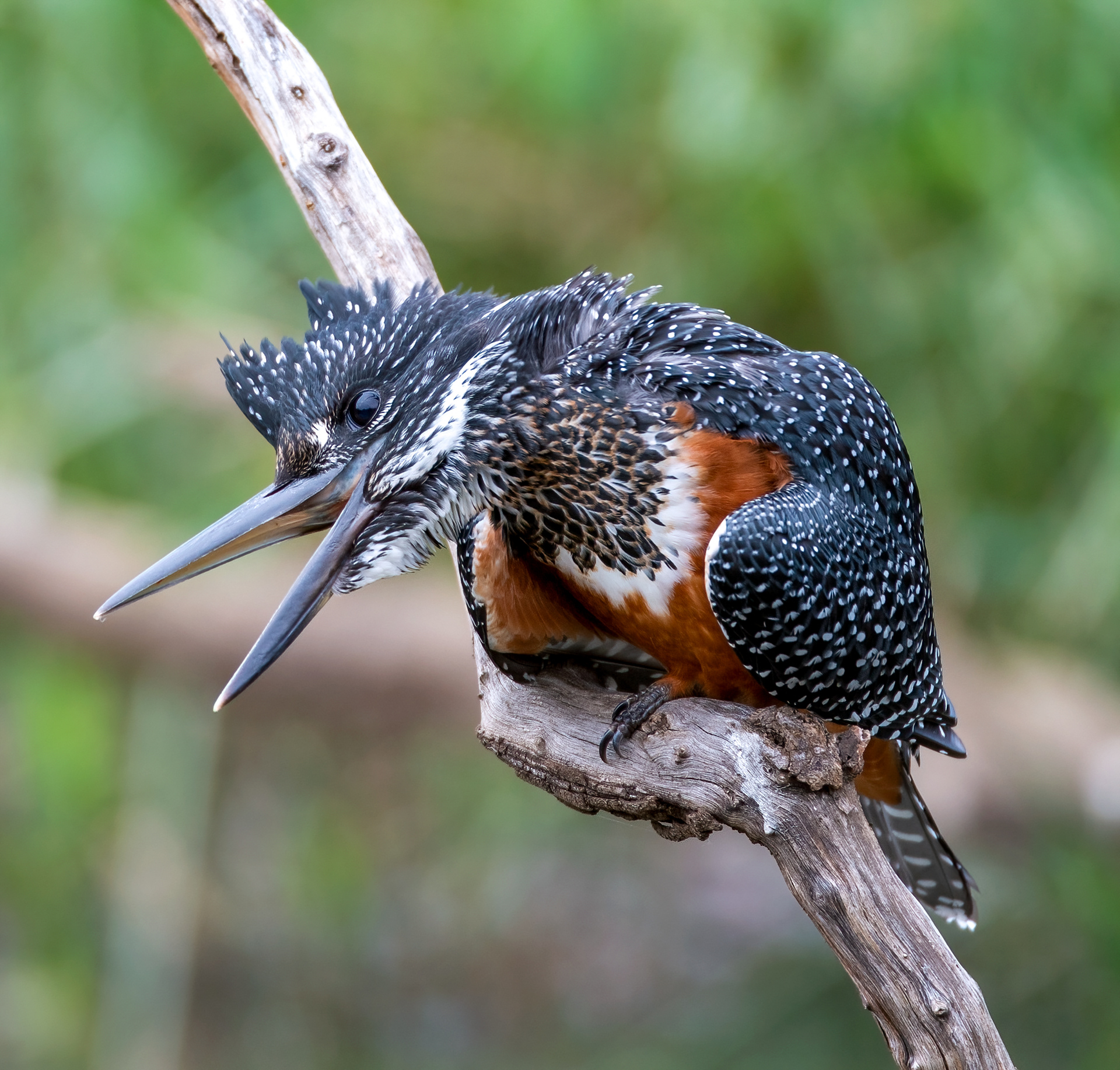 Giant Kingfisher